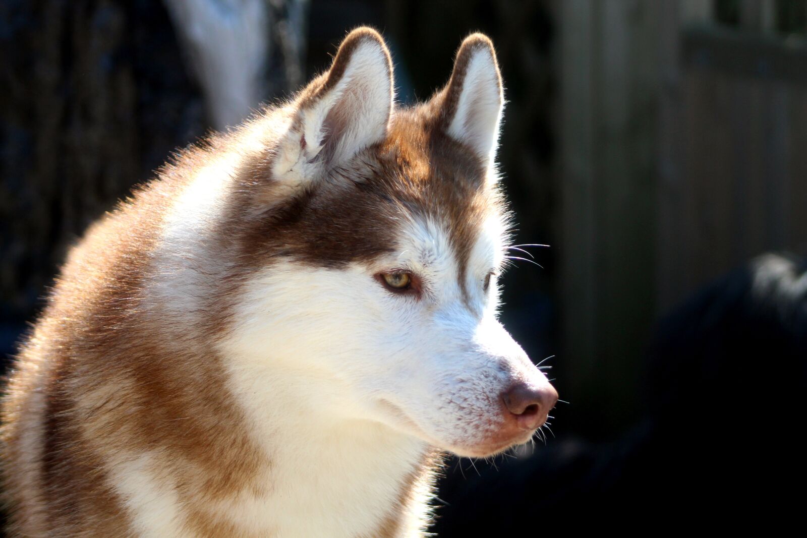 Canon EOS 4000D (EOS Rebel T100 / EOS 3000D) sample photo. Dog, dog eye, pet photography