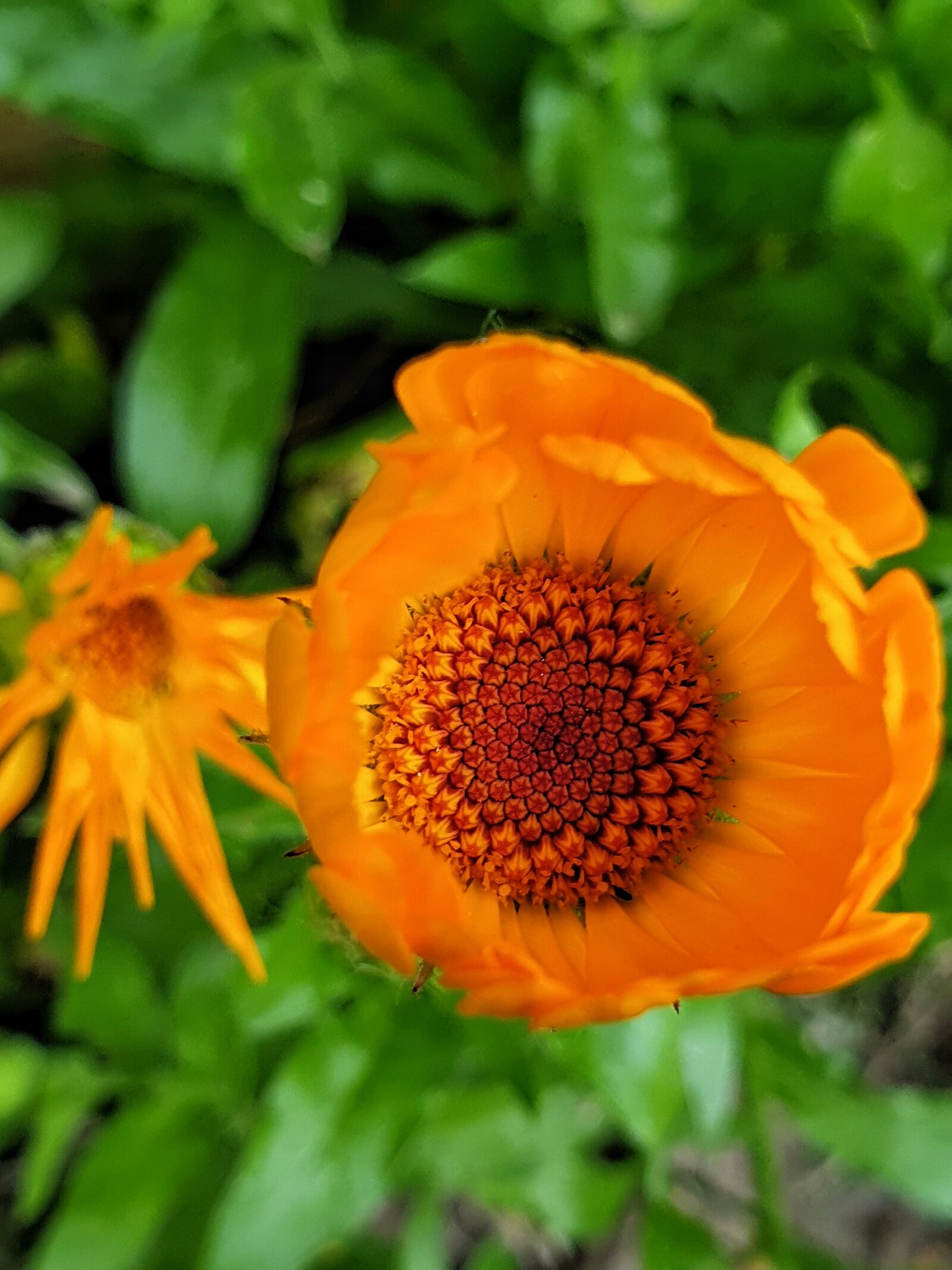 Samsung Galaxy Note9 sample photo. Flower, orange, garden photography