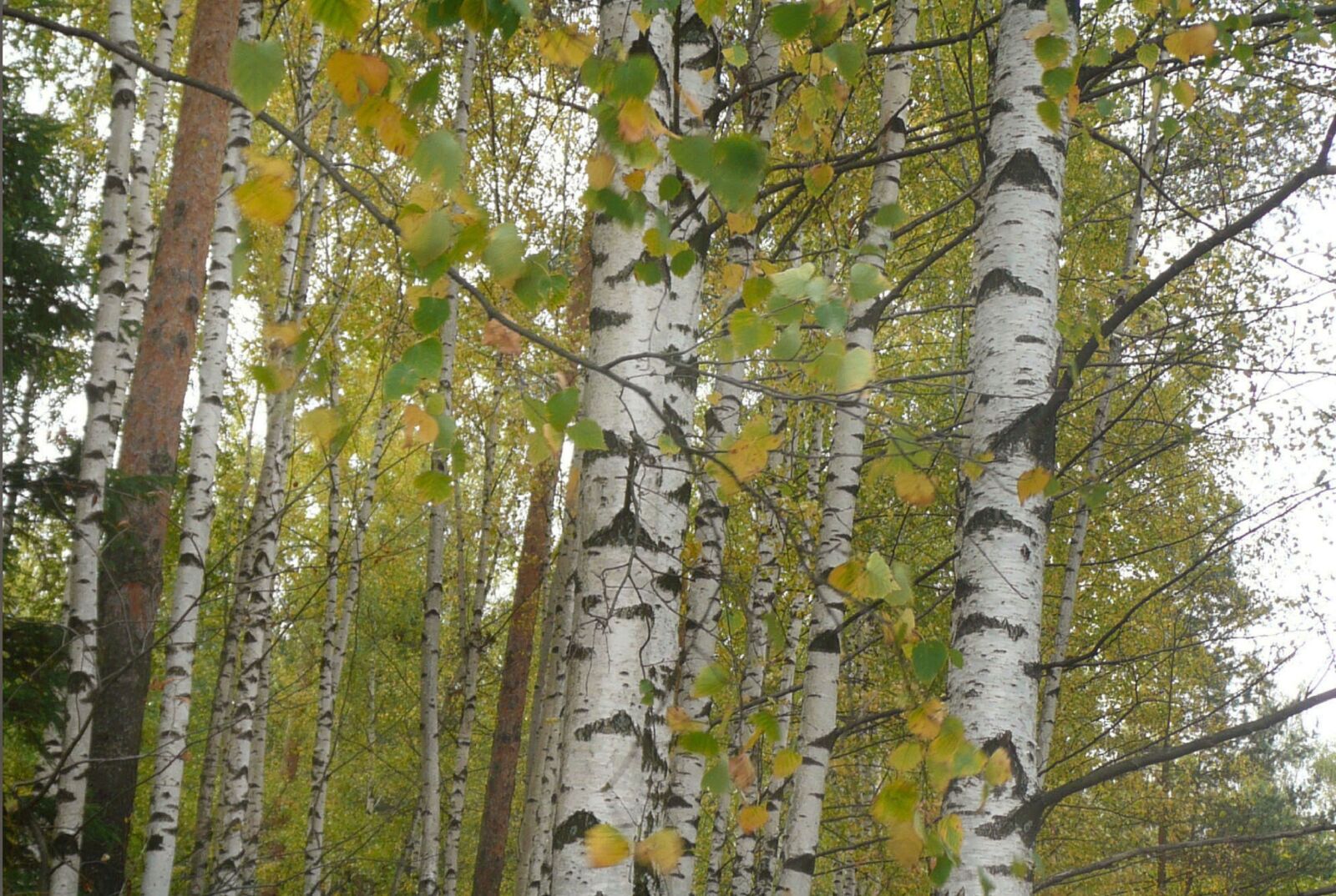 Panasonic DMC-TZ2 sample photo. Autumn, birch, nature photography
