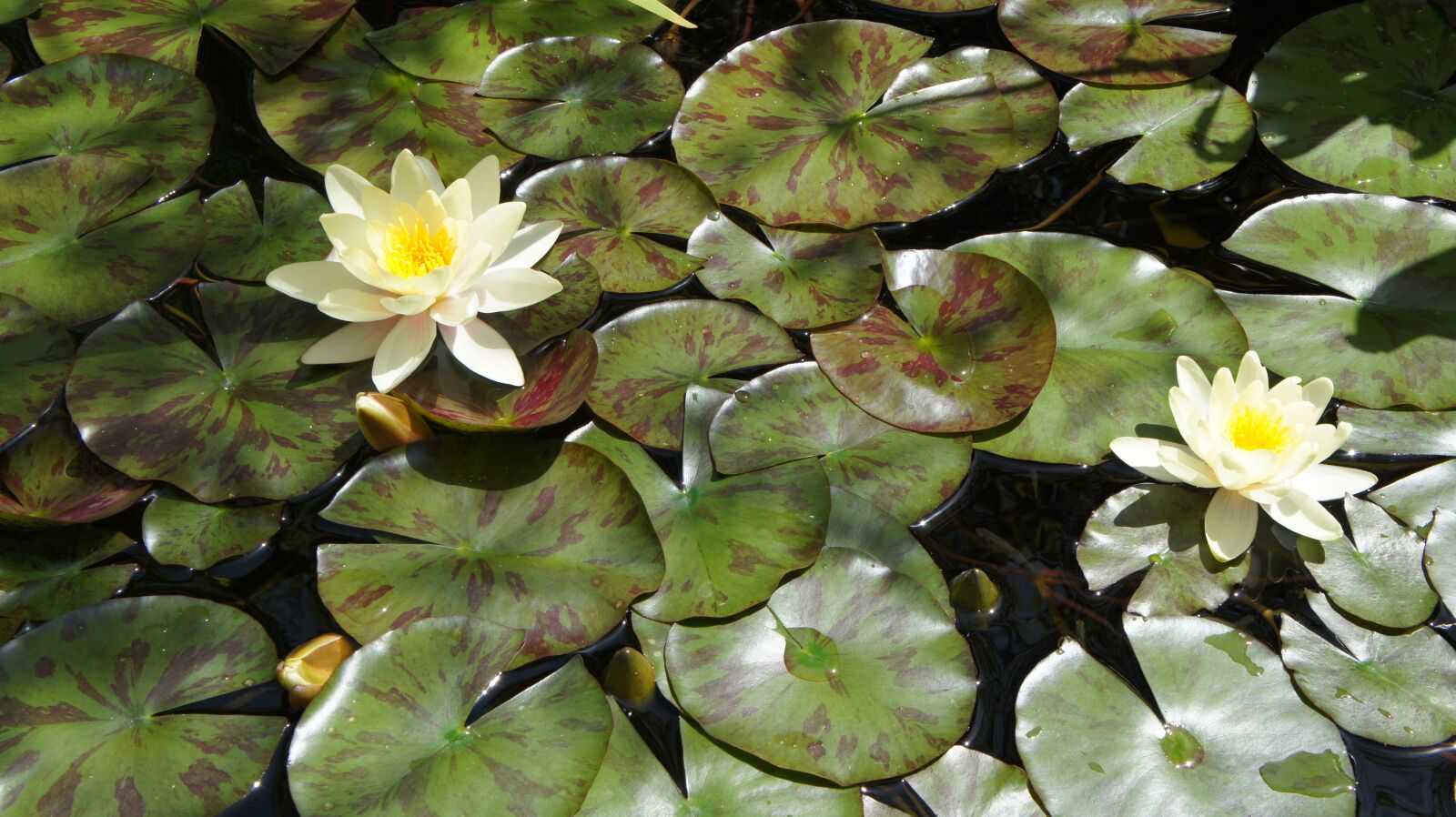 Sony Alpha NEX-5 + Sony E 18-55mm F3.5-5.6 OSS sample photo. Water lily, flower, pond photography