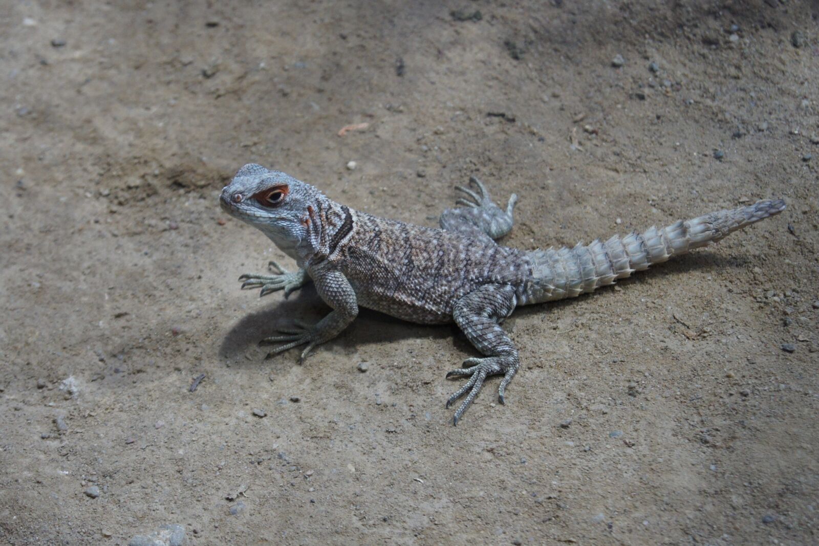 Sony Alpha DSLR-A500 sample photo. Reptile, nature, wildlife photography