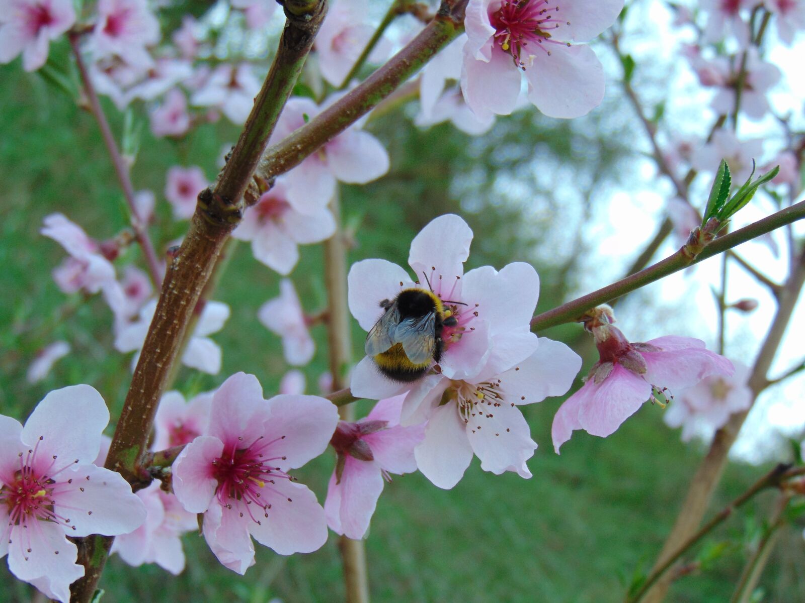 Sony Cyber-shot DSC-H300 sample photo. Bumble bee, flower, plant photography