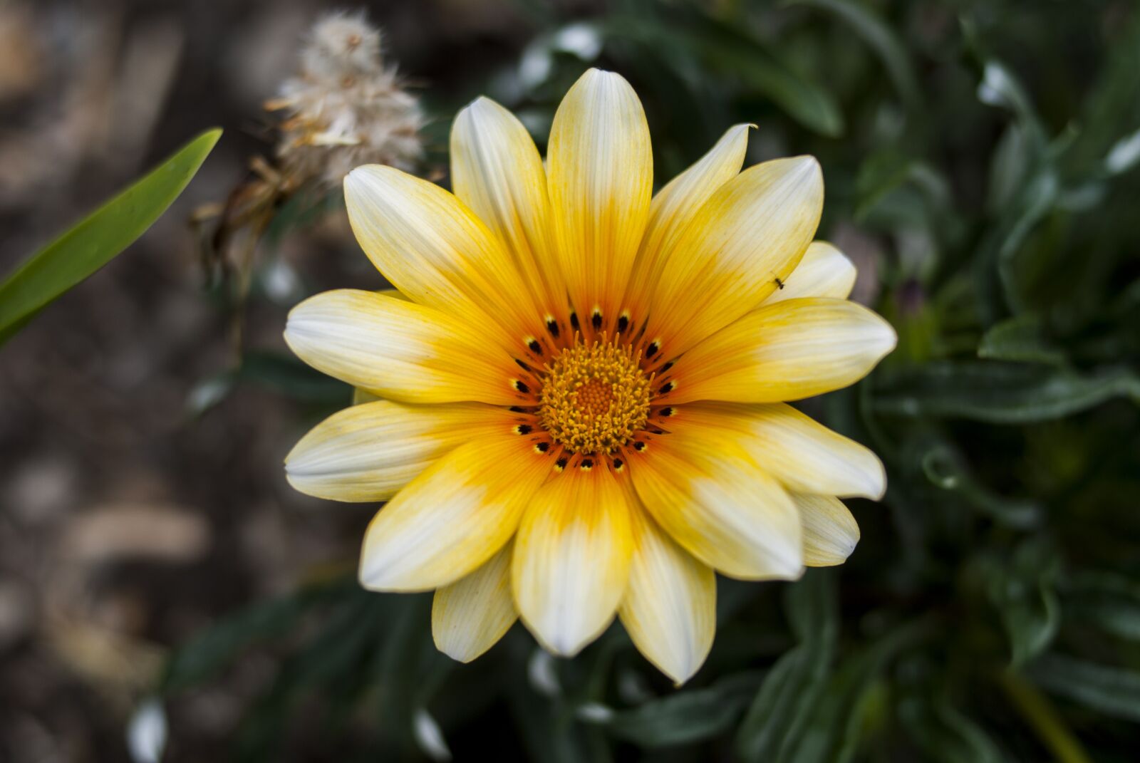 Nikon D60 sample photo. Nature, plant, summer photography