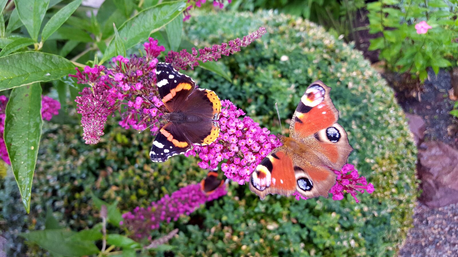 Samsung Galaxy S6 sample photo. Butterfly, nature, insect photography