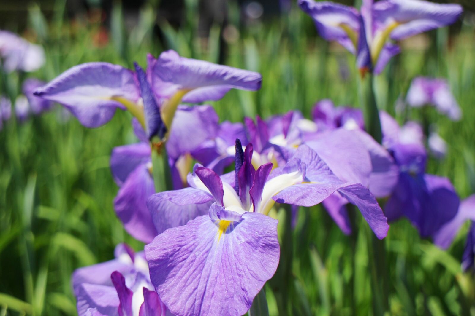 Canon EOS M2 sample photo. Iris, flowers, june photography