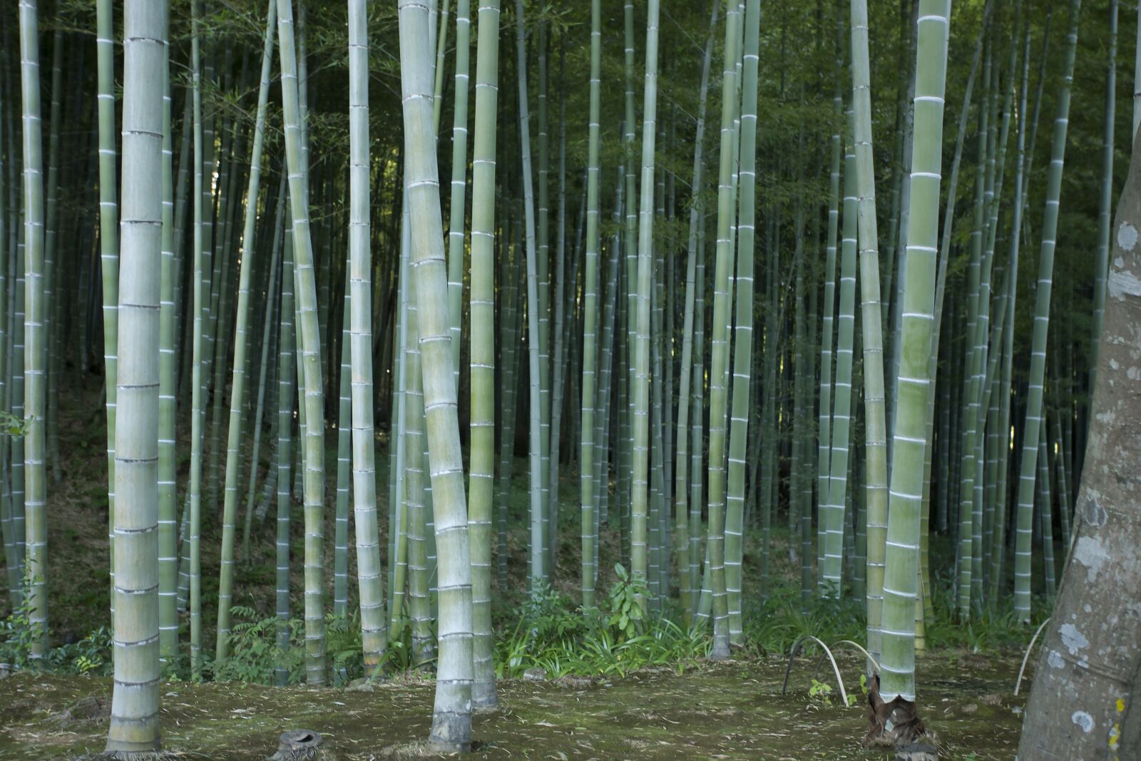 Canon EOS-1Ds Mark III + Canon EF 17-40mm F4L USM sample photo. Japan, trees, bamboo photography