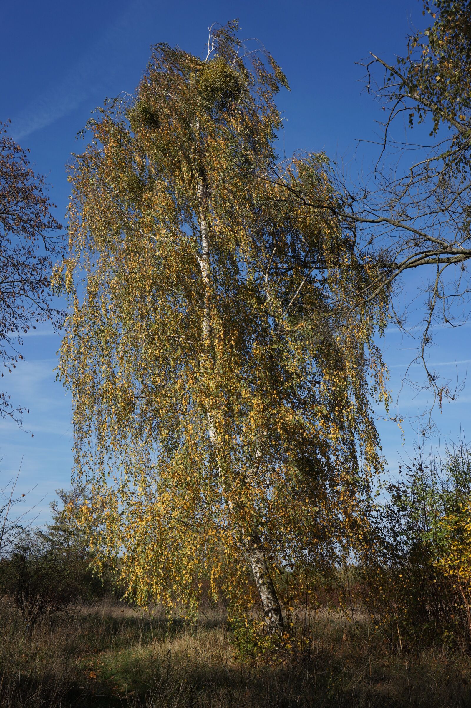 Sony Alpha NEX-5N + Sony E 18-55mm F3.5-5.6 OSS sample photo. Autumn, tree, birch photography