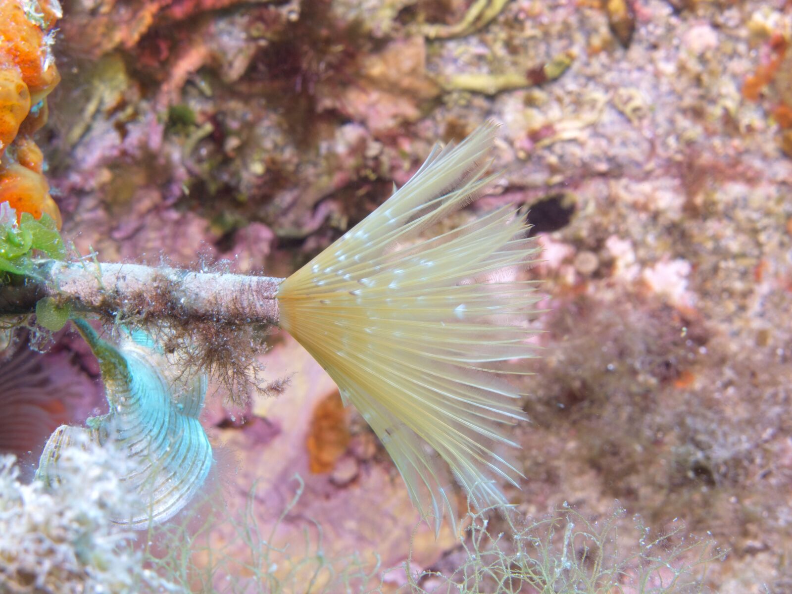 Canon PowerShot G12 sample photo. Underwater, diving, water photography