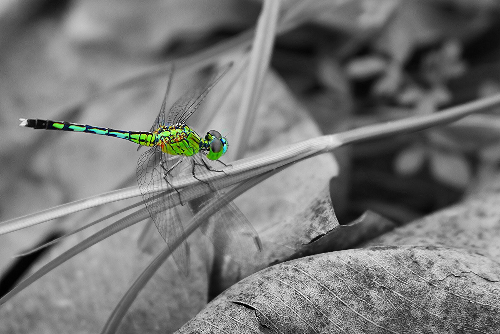 Canon EOS 750D (EOS Rebel T6i / EOS Kiss X8i) sample photo. Dragonflies, natural, insects photography