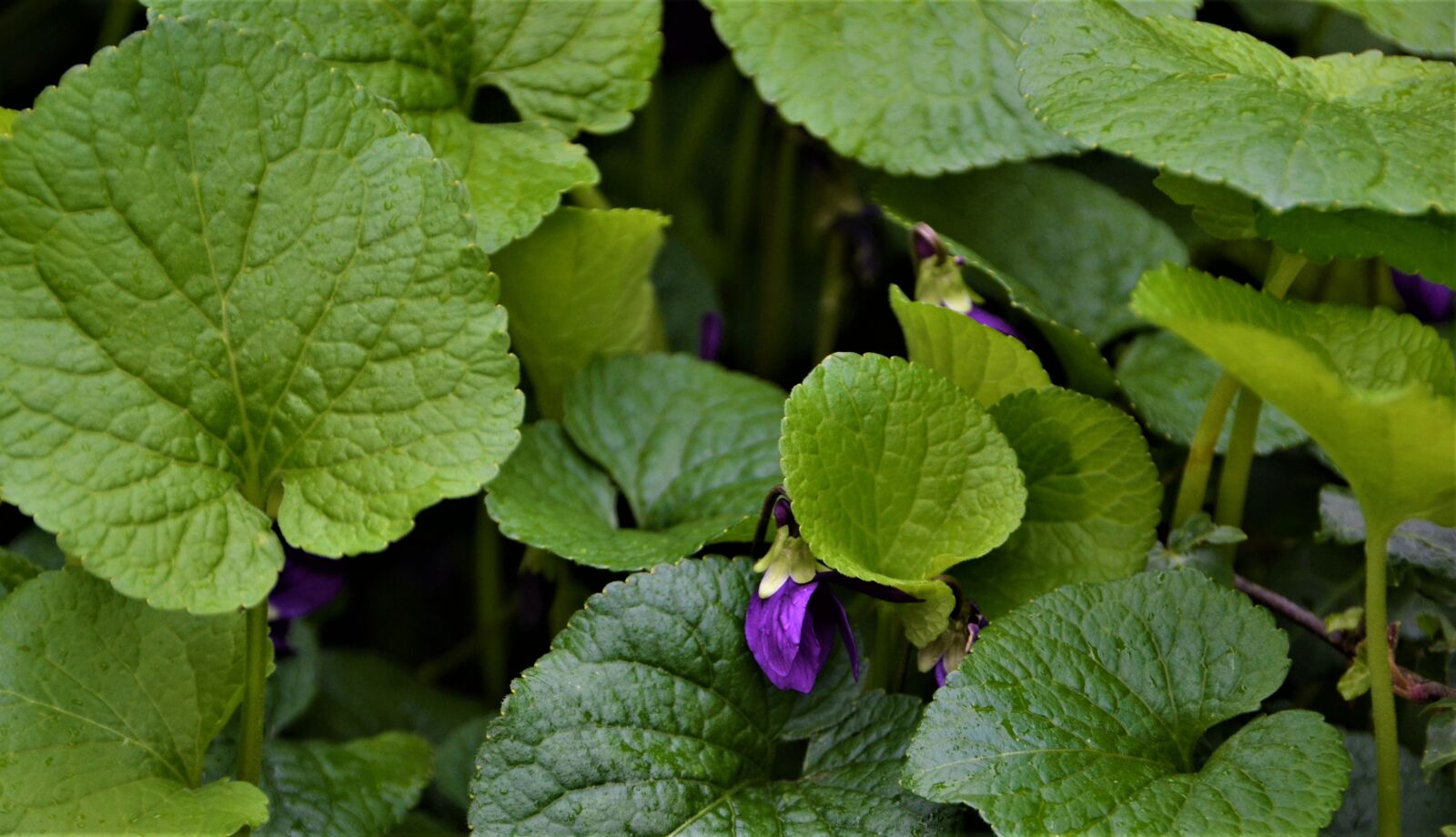 Nikon D3100 sample photo. Leaves, plant, viola photography