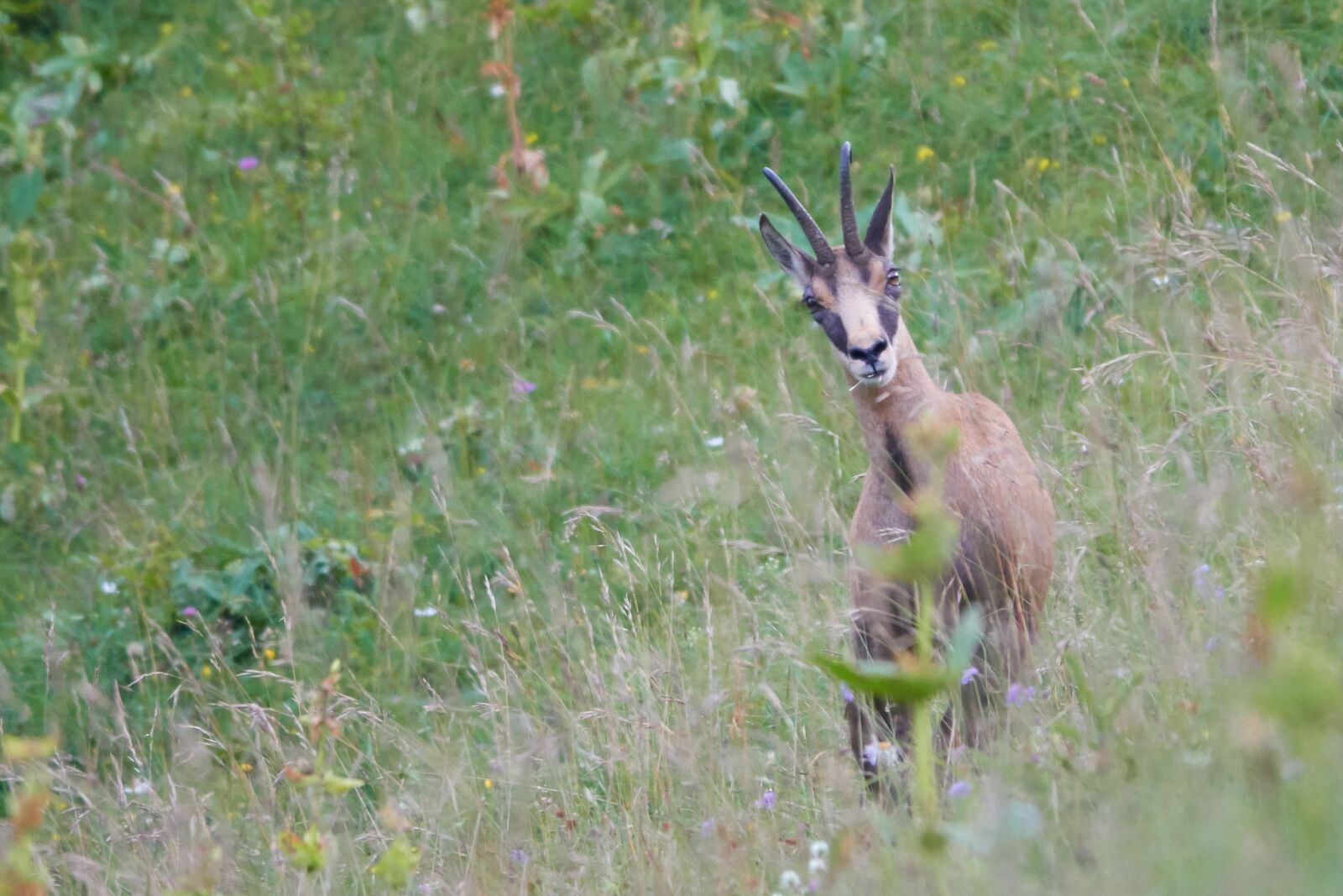 Sony Cyber-shot DSC-RX10 IV sample photo. Chamois, grass, summer photography