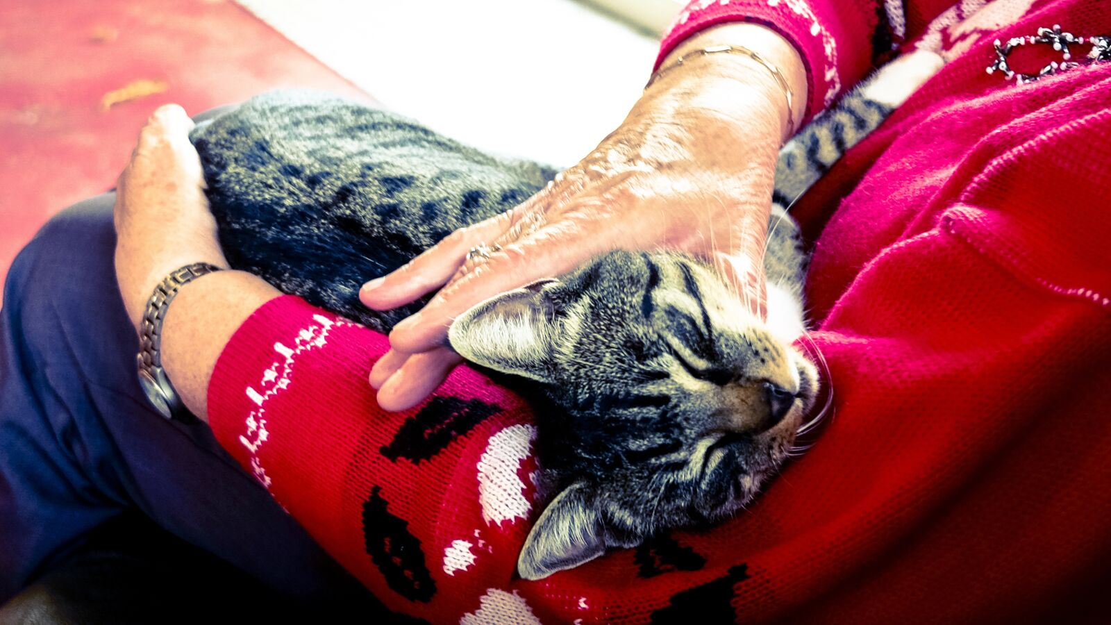 Fujifilm X70 sample photo. Cat, animal, kitten photography