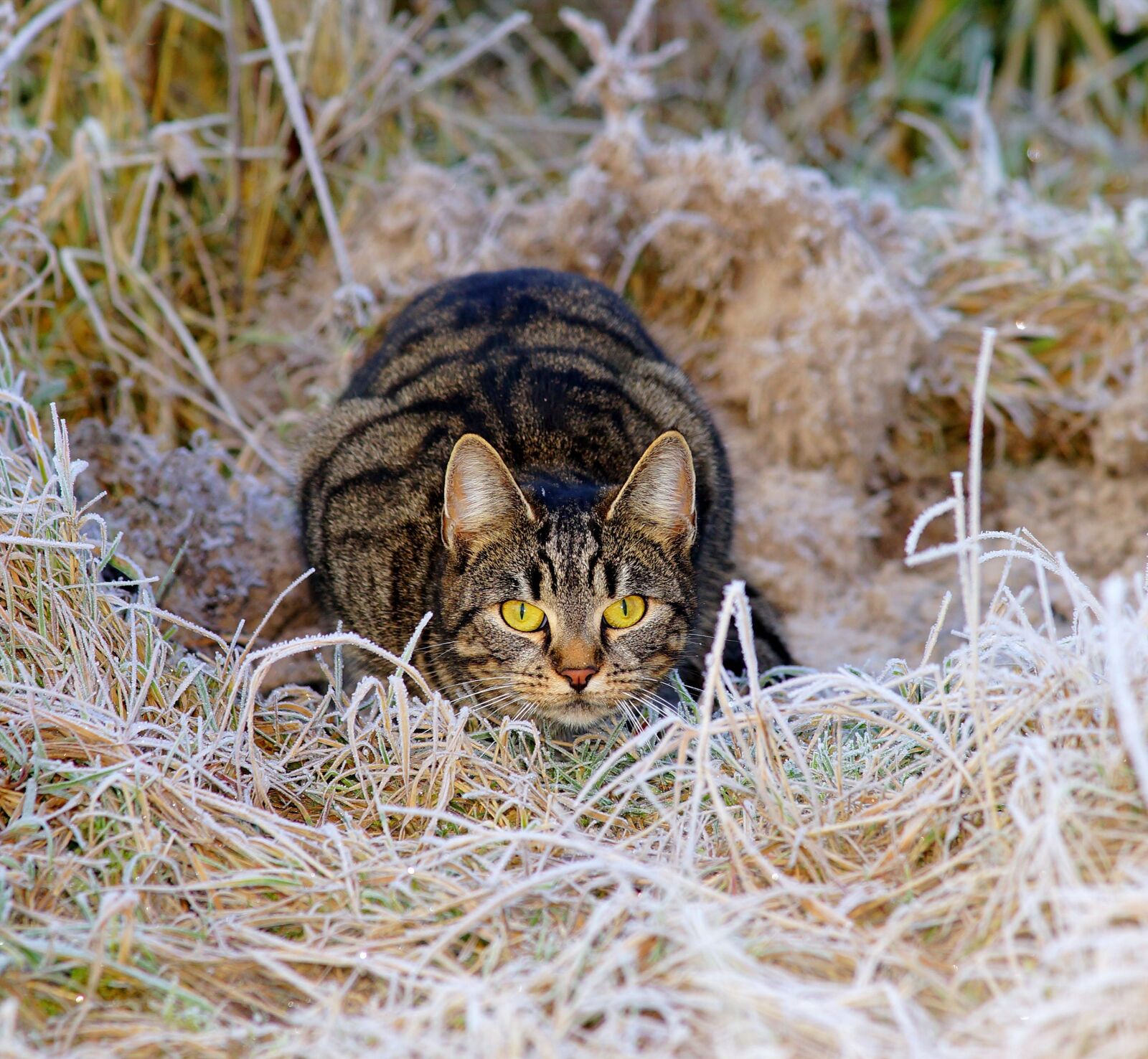 Sony SLT-A99V sample photo. Cat, hunter, lurking photography