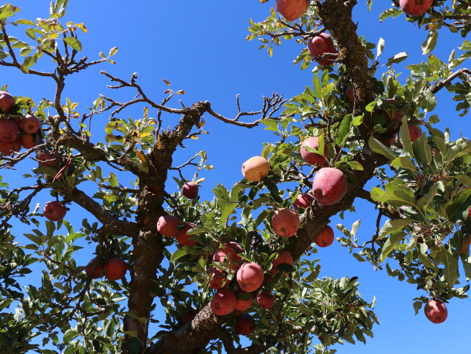 Canon EOS 70D sample photo. Tree, fruit, branch photography