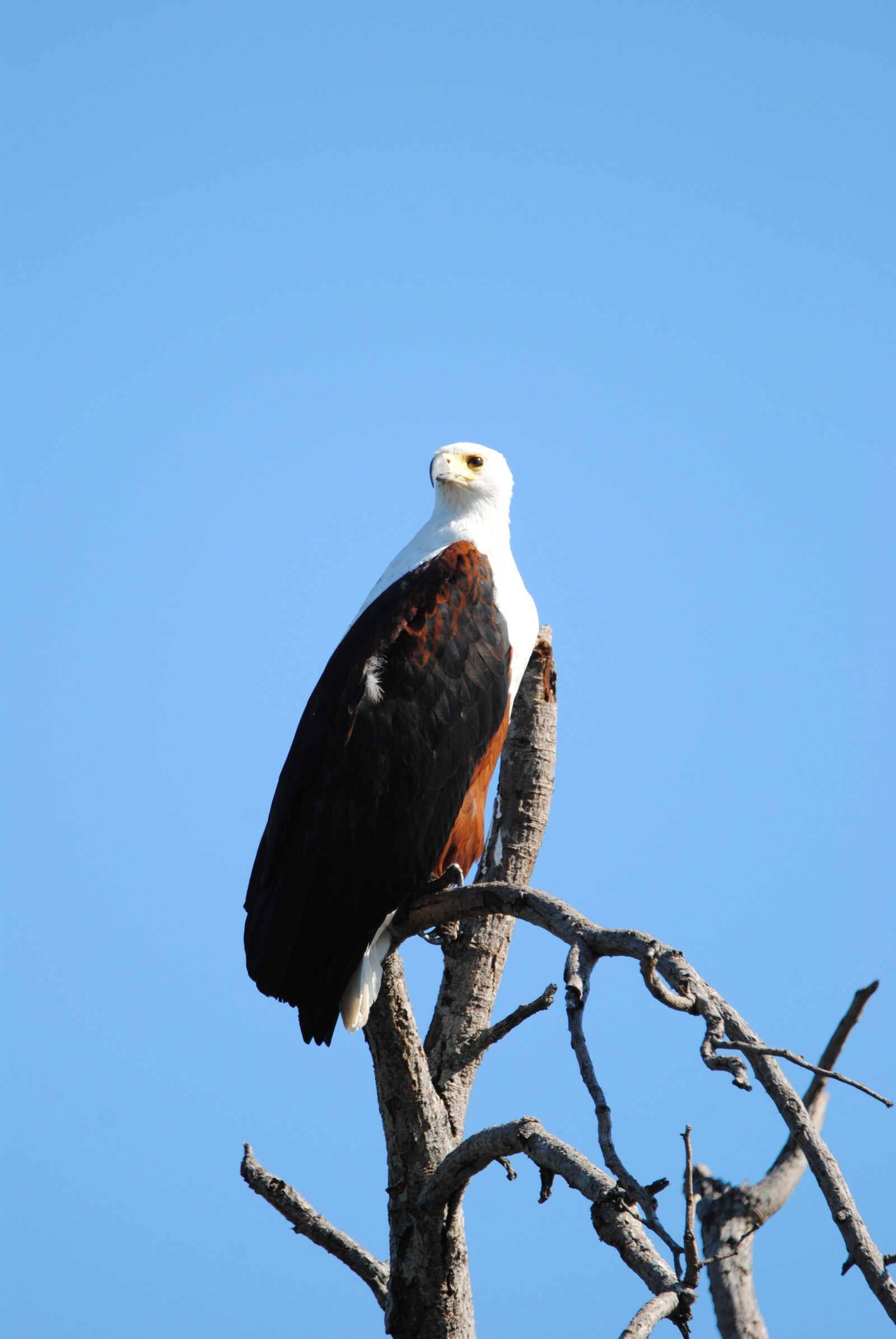 Nikon D3000 sample photo. Fisheagle, eagle, bird photography