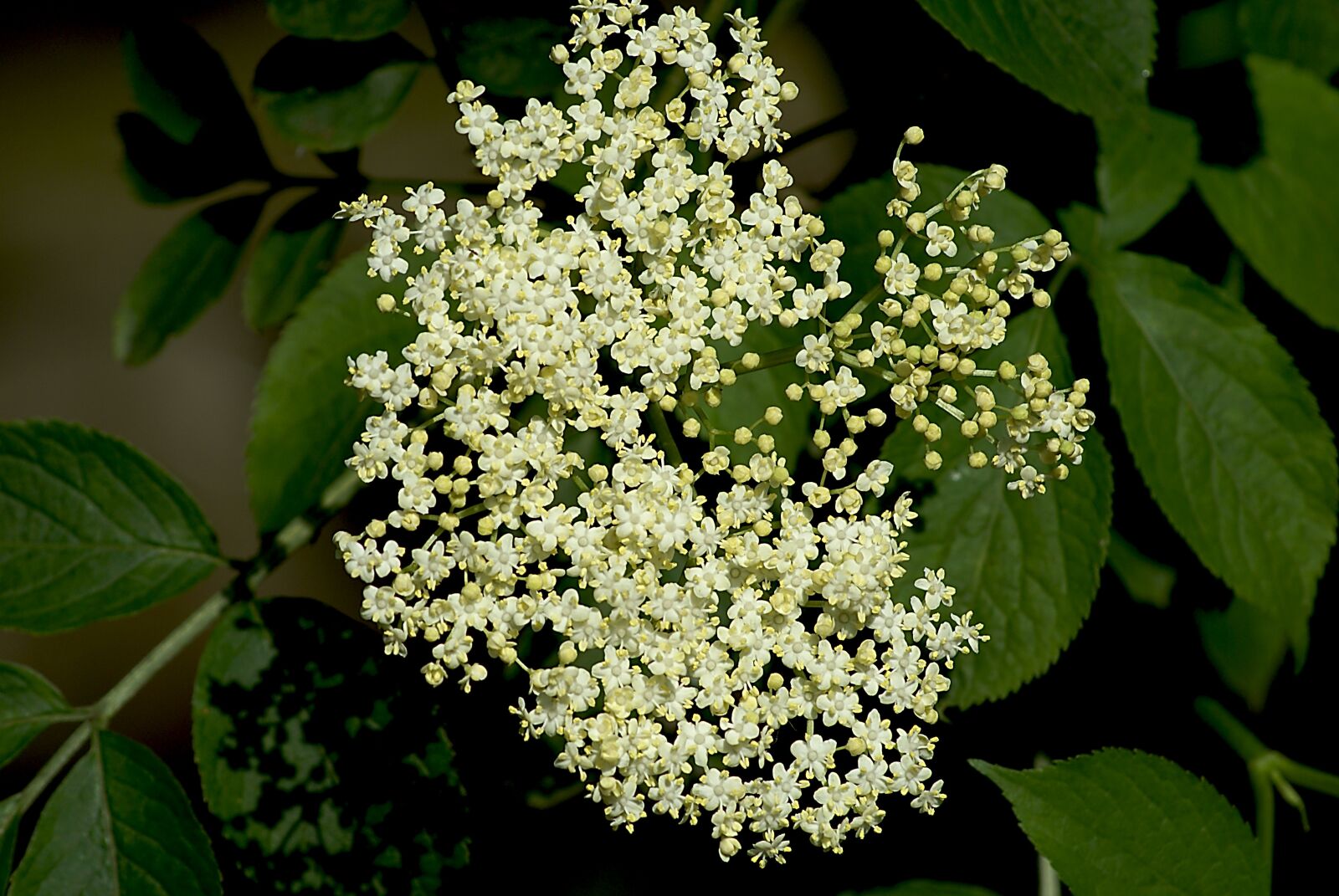 Sony Alpha DSLR-A100 sample photo. Wild without, flowers, nature photography