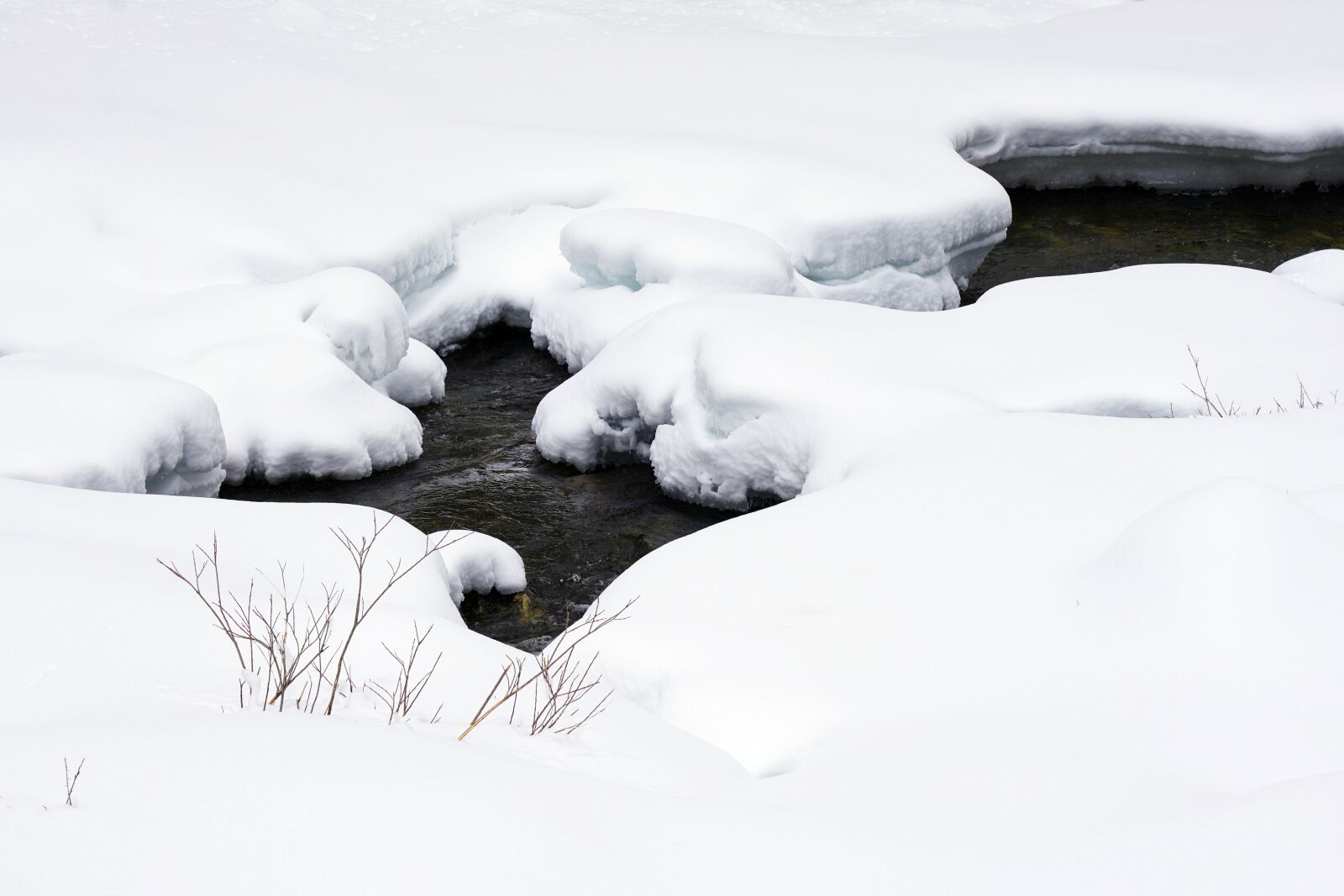 Sony FE 24-105mm F4 G OSS sample photo. Snow, winter, pine photography