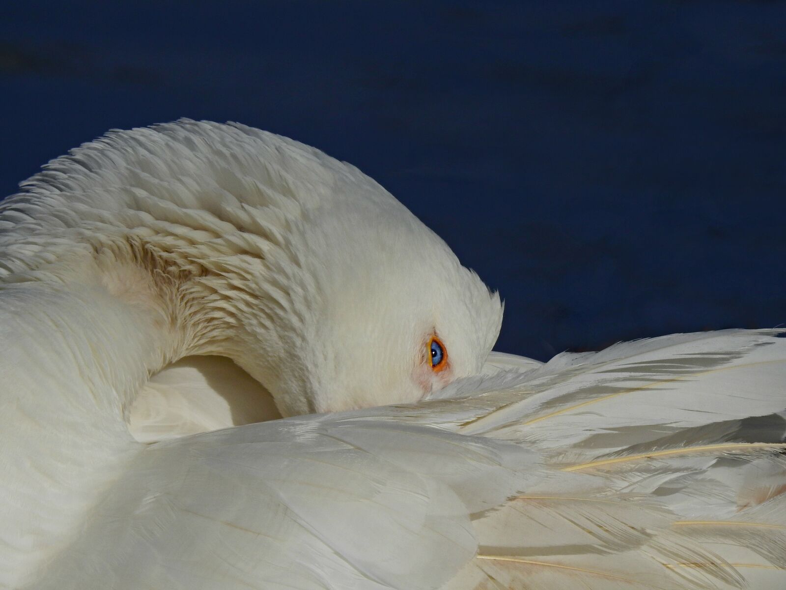 Nikon Coolpix P900 sample photo. Goose, water bird, animal photography