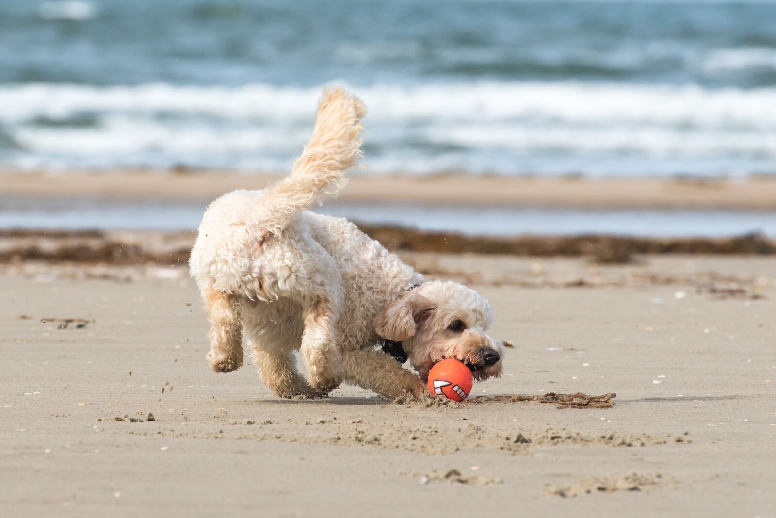Nikon D750 sample photo. Beach, north sea, most photography