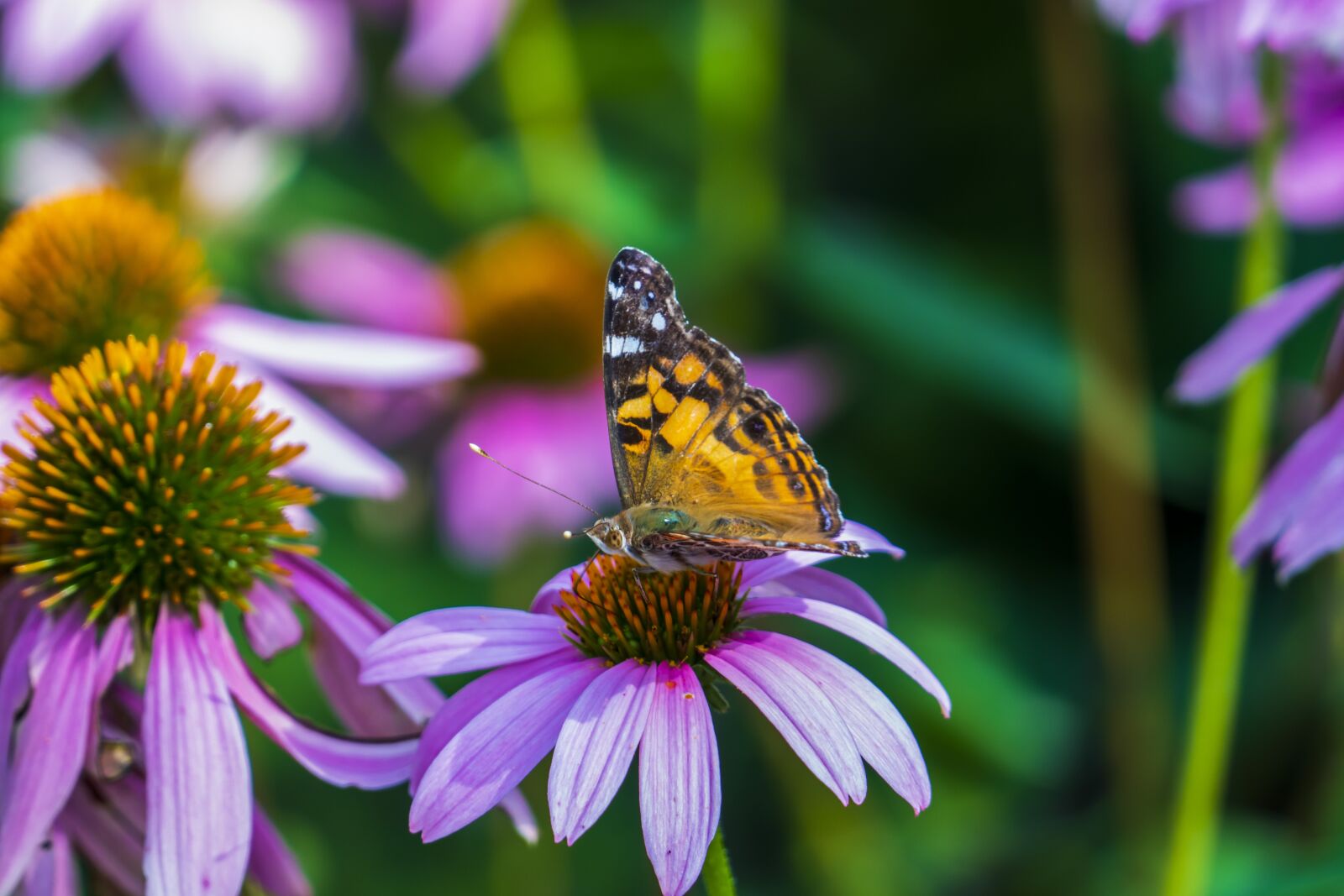 Panasonic Lumix DMC-FZ1000 sample photo. Butterfly, insect, animal photography