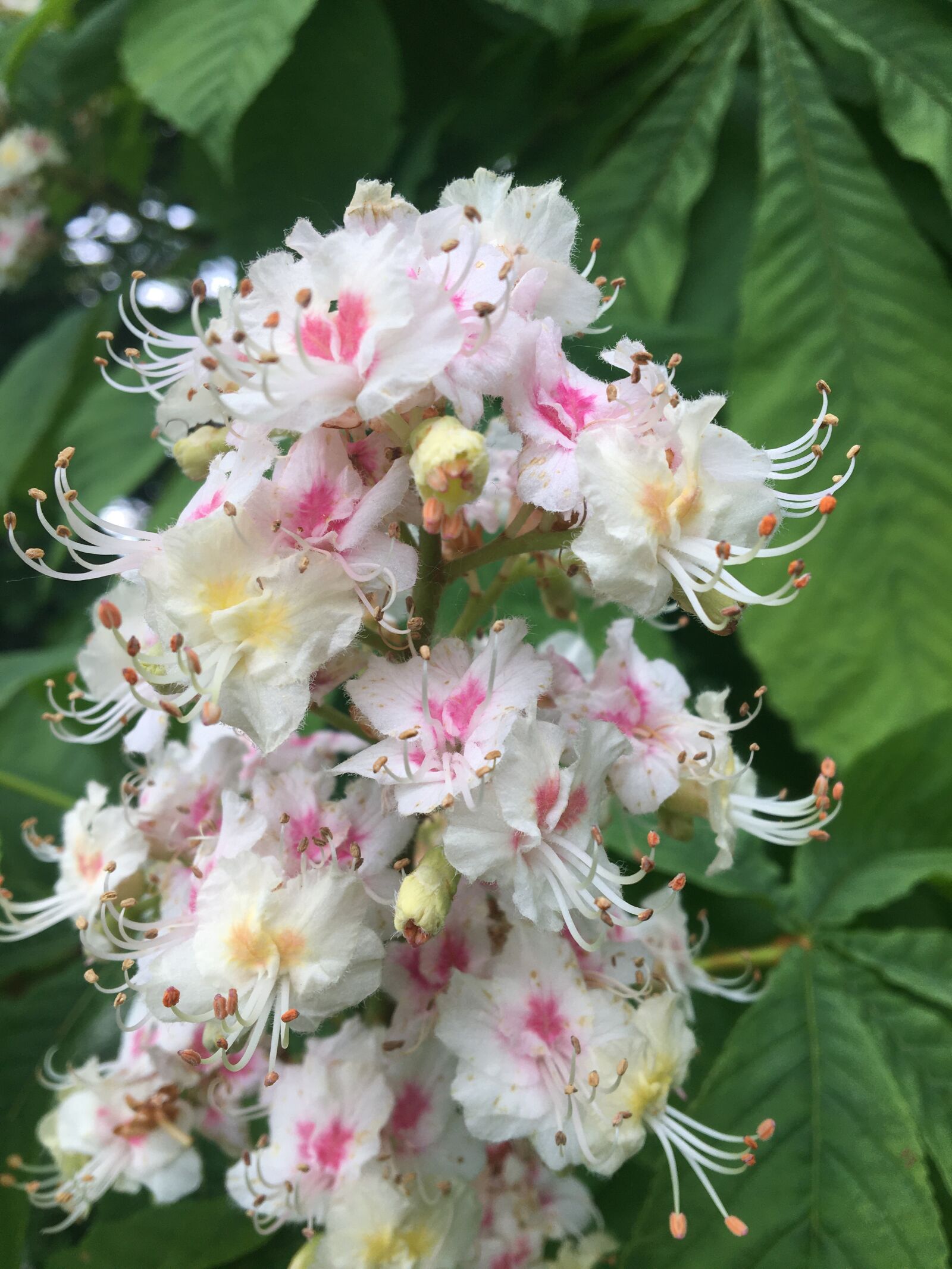 Apple iPhone 6s sample photo. Irish flowers, horse chestnut photography