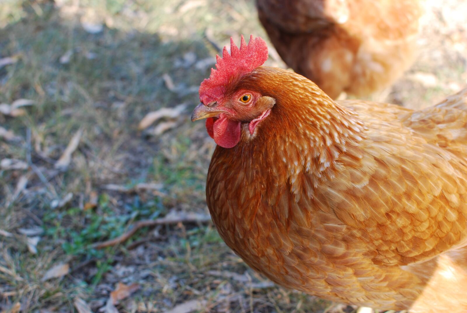 Nikon D60 sample photo. Agriculture, animal, avian photography