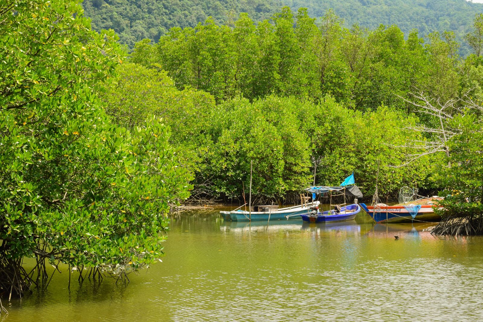 Nikon D3300 sample photo. Nature, mangrove, mangrove forest photography