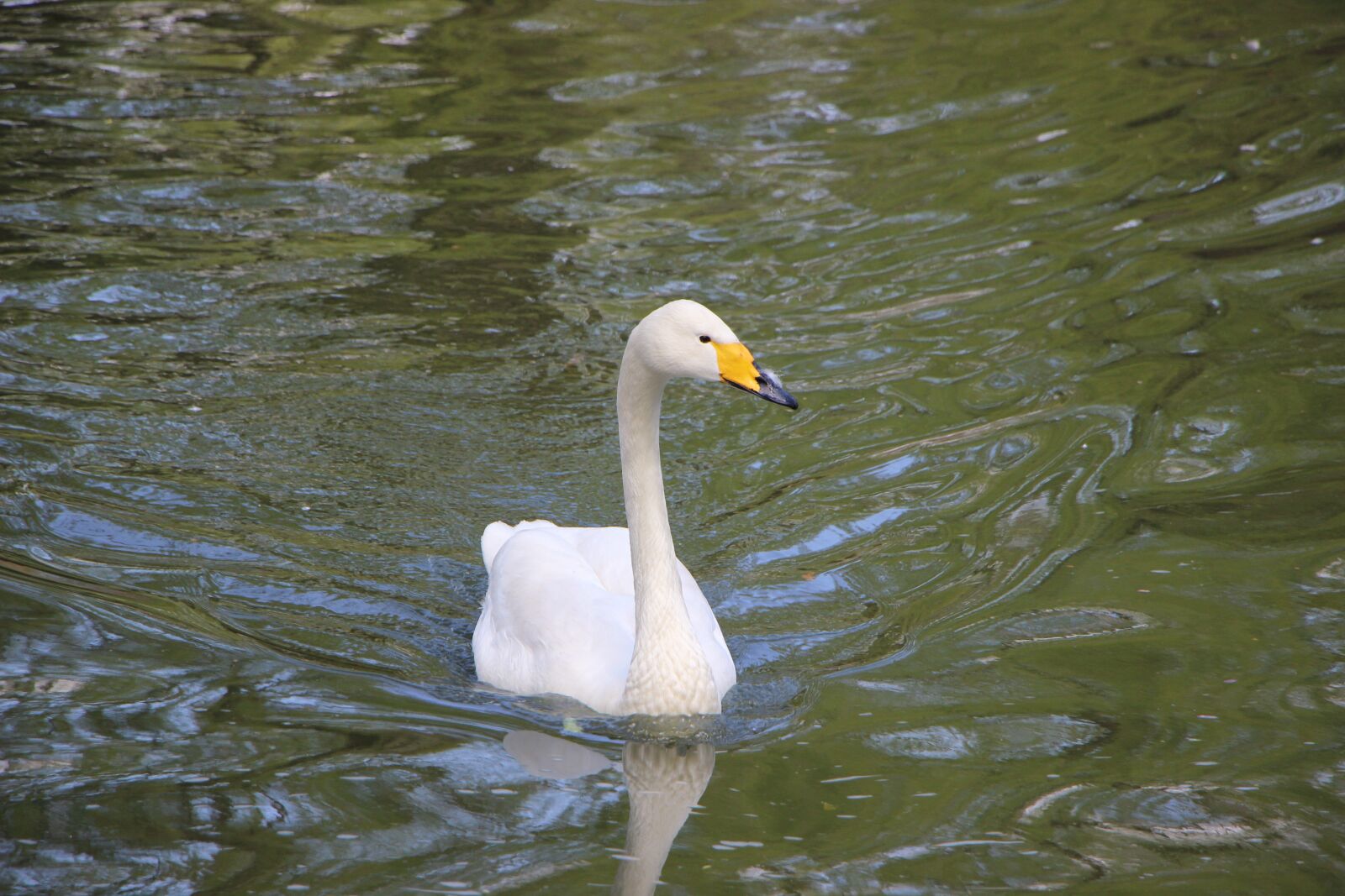 Canon EOS 600D (Rebel EOS T3i / EOS Kiss X5) sample photo. Bird, water bird, pond photography