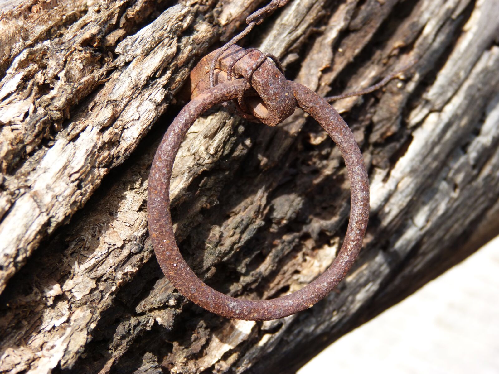 Panasonic DMC-FZ62 sample photo. Ring, biga, wood photography