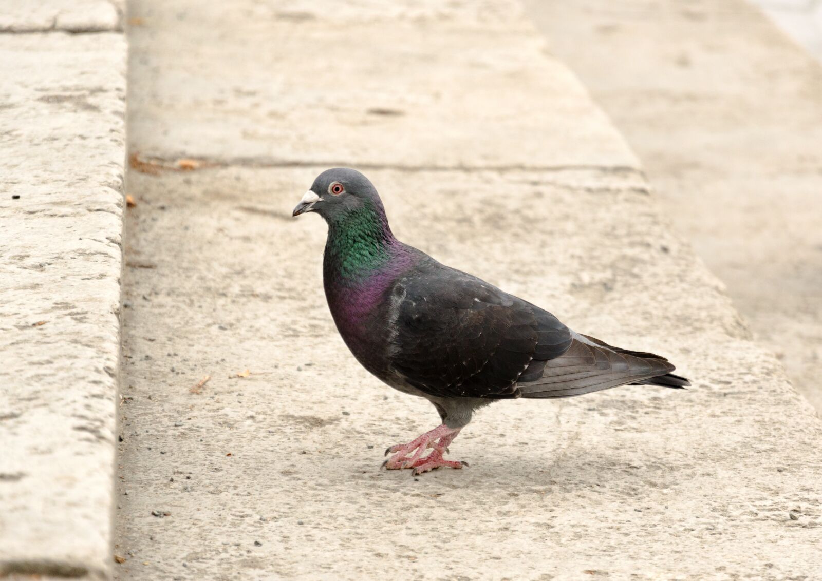 Nikon D5100 sample photo. Dove, animal, bird photography