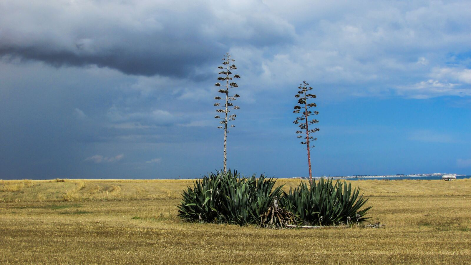 Canon PowerShot SX400 IS sample photo. Cyprus, perivolia, aloe vera photography
