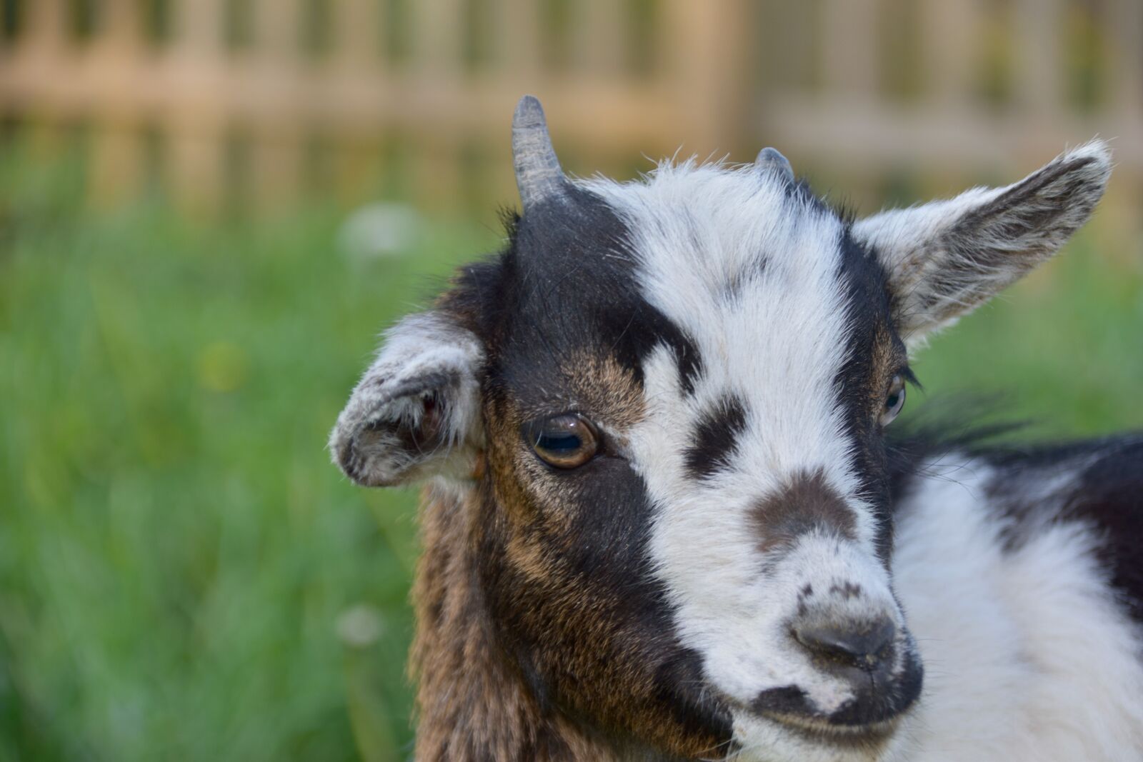 Nikon D5600 sample photo. Goat, kid, goat dwarf photography