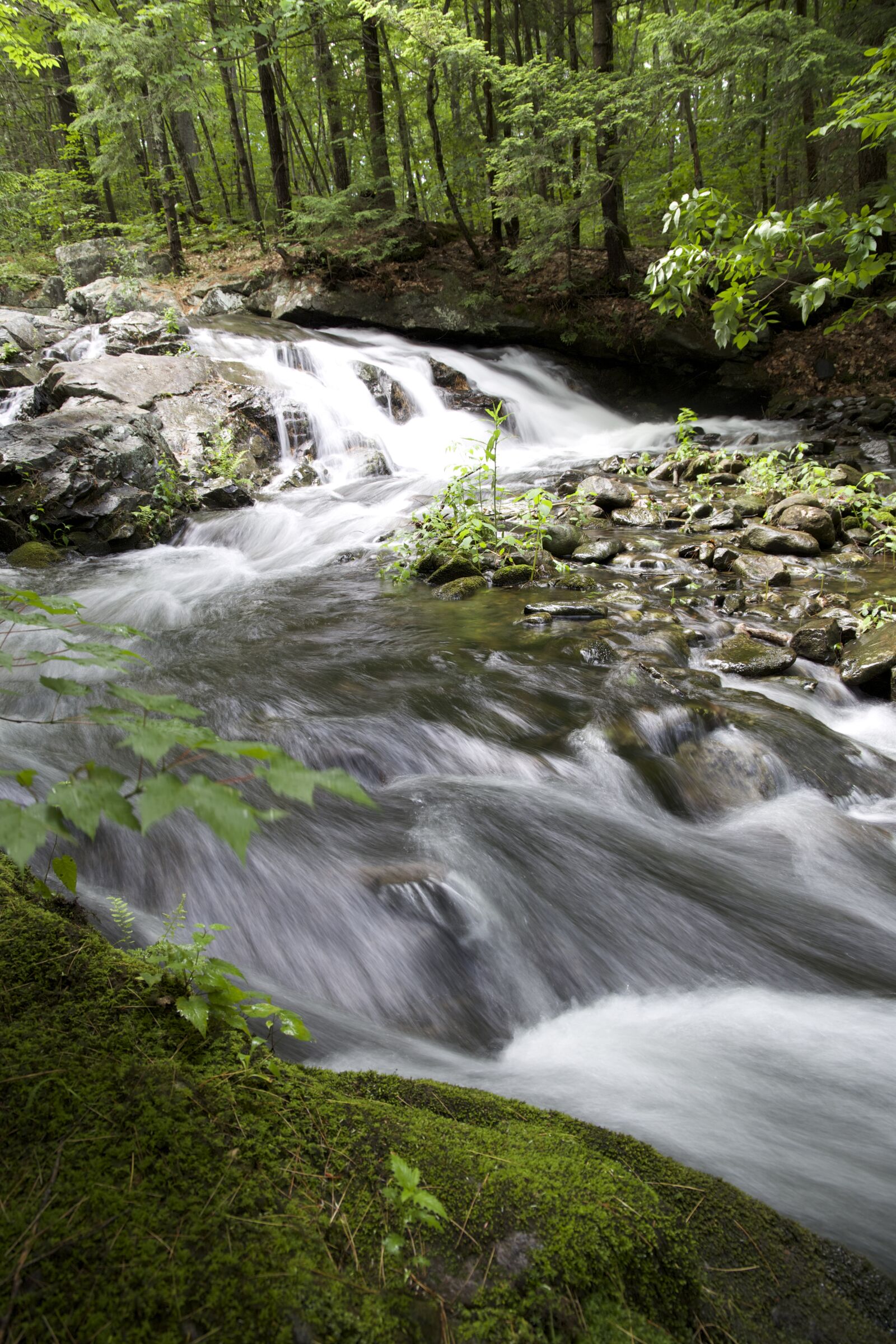 Canon EOS 6D sample photo. Water, rocks, trees, river photography