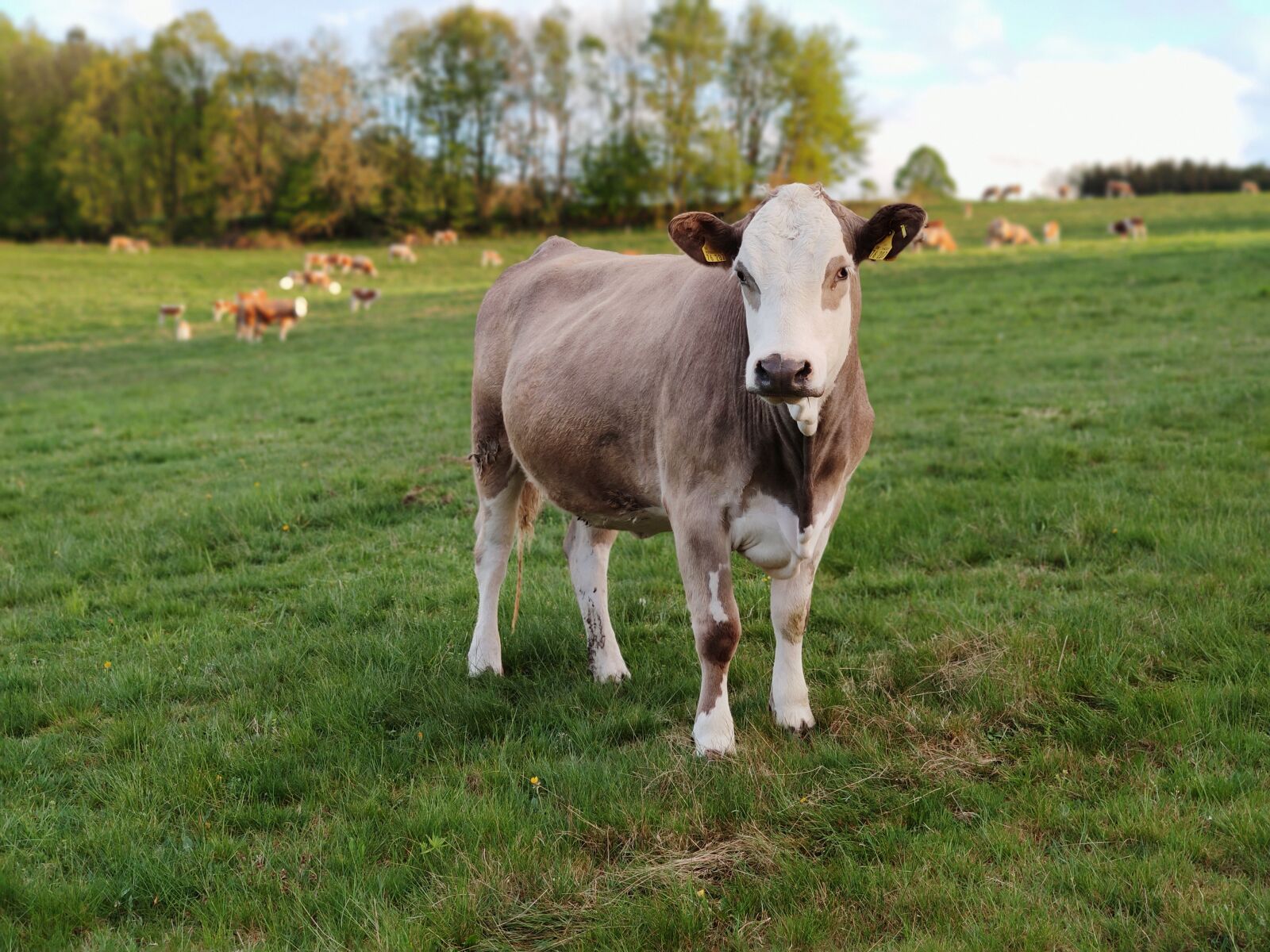 Xiaomi Mi Note 10 sample photo. Cow, pasture, animals photography