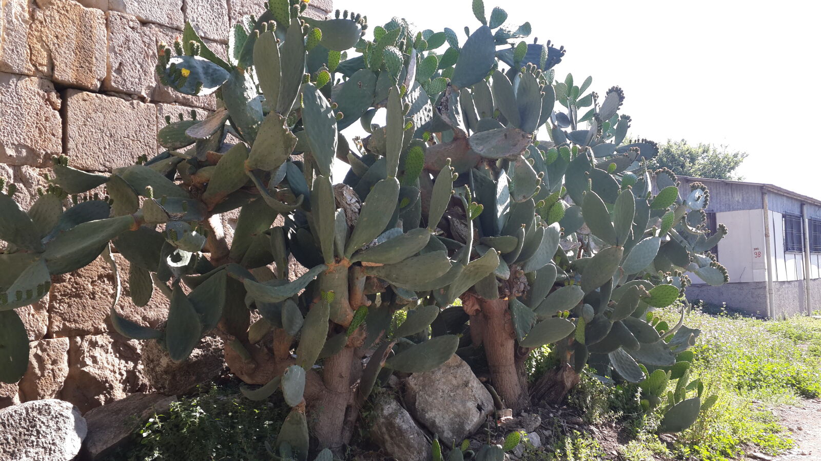 Samsung Galaxy S4 sample photo. Cactus photography