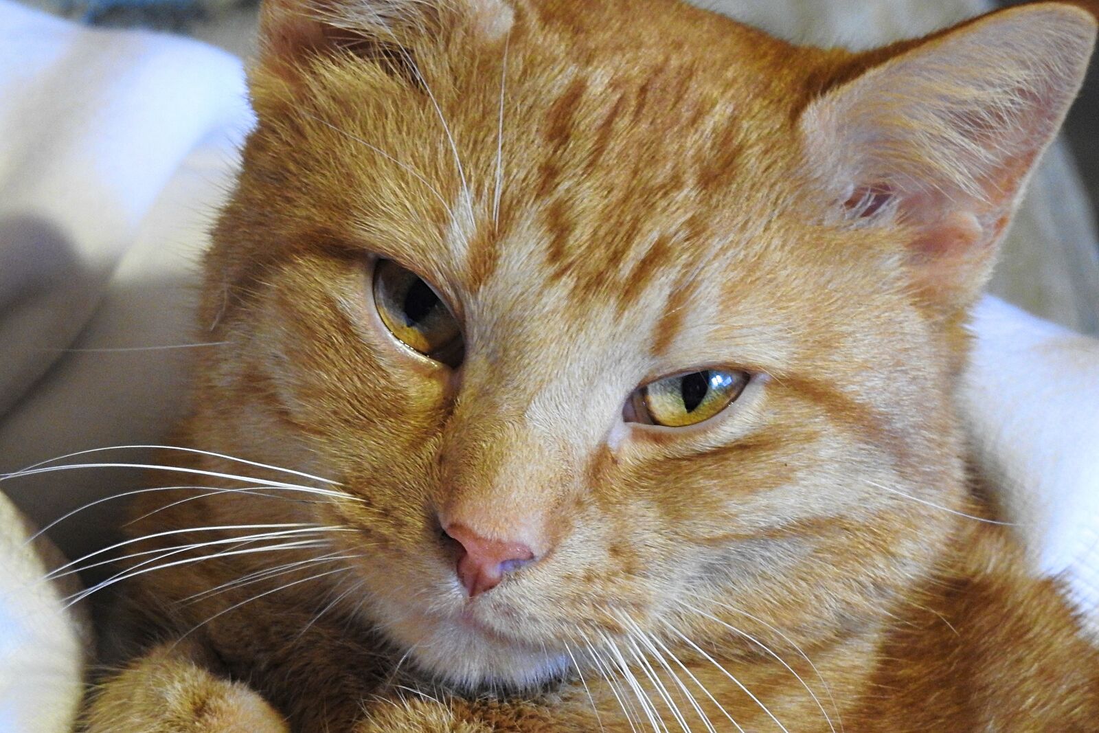 Nikon Coolpix P900 sample photo. Animals, charming, cat photography