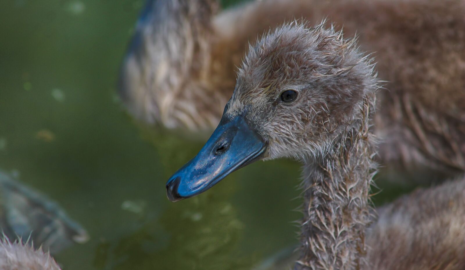 Canon EOS 1100D (EOS Rebel T3 / EOS Kiss X50) sample photo. Baby, swan, bird photography