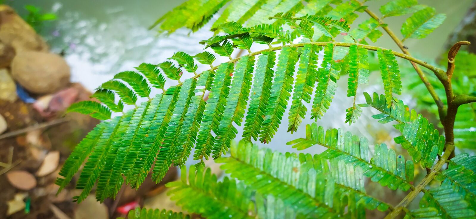 Xiaomi Redmi Note 8 sample photo. Green, leaf, little leaf photography
