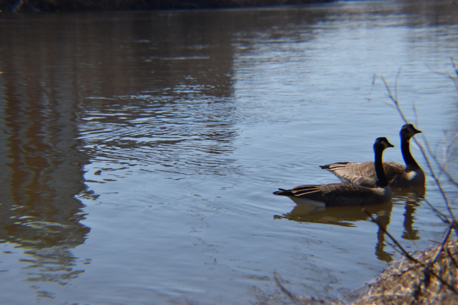 Nikon D3500 sample photo. Geese, water, birds photography