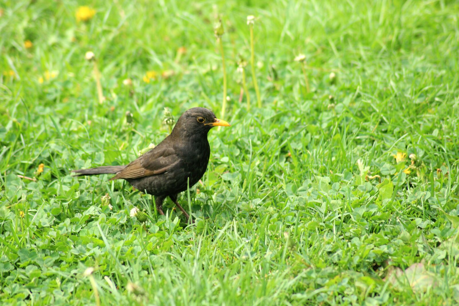Canon EOS 1200D (EOS Rebel T5 / EOS Kiss X70 / EOS Hi) sample photo. Kos, bird, animals photography