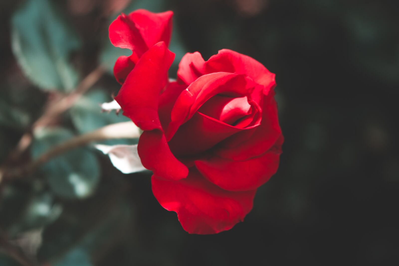 Canon EOS 750D (EOS Rebel T6i / EOS Kiss X8i) sample photo. Rose, red rose, red photography