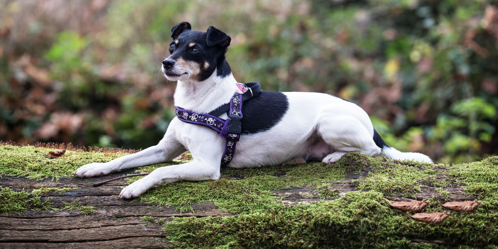 Canon EOS 6D sample photo. Cute, nature, animal photography