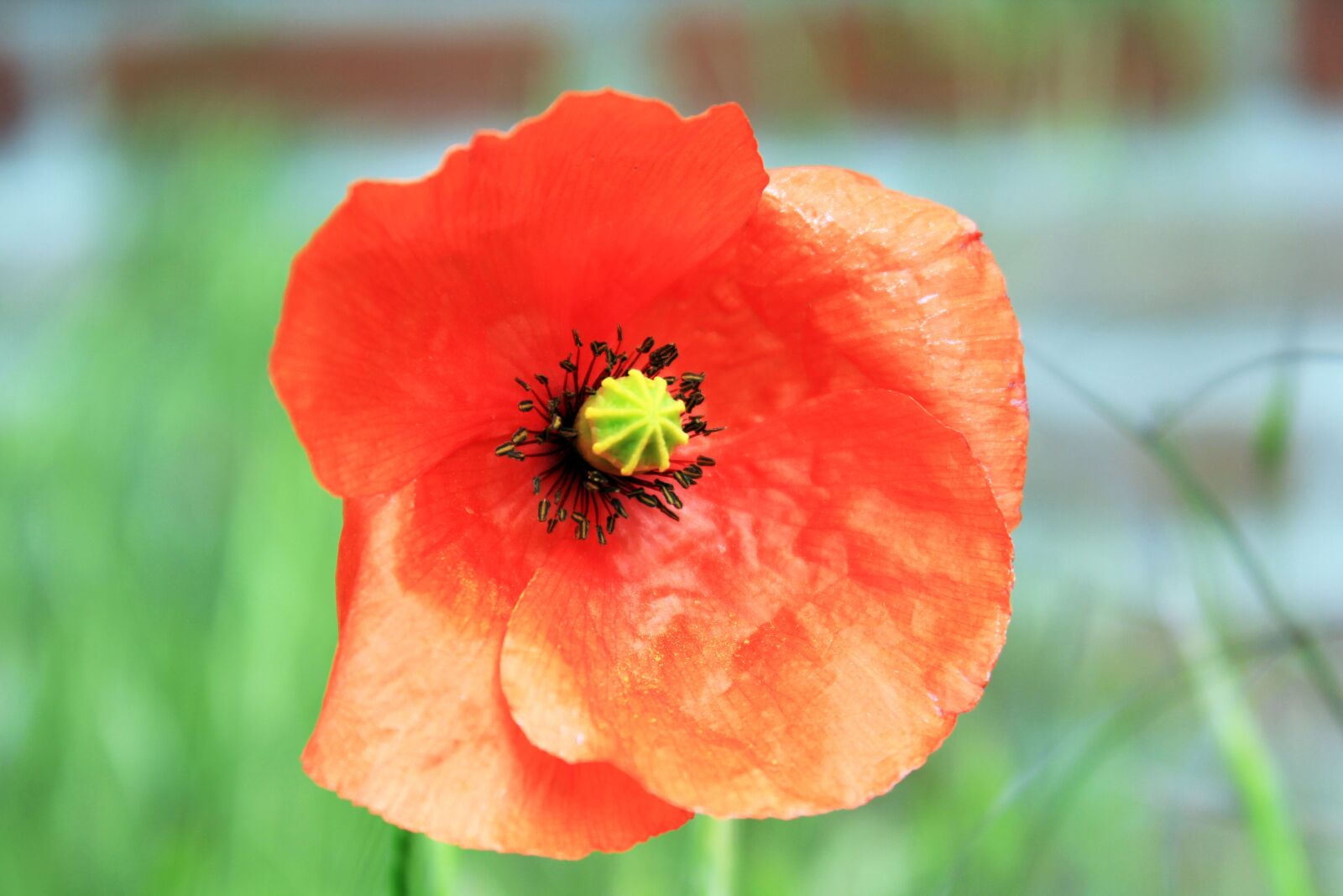 Canon EOS 550D (EOS Rebel T2i / EOS Kiss X4) sample photo. Poppy, leaves, red photography