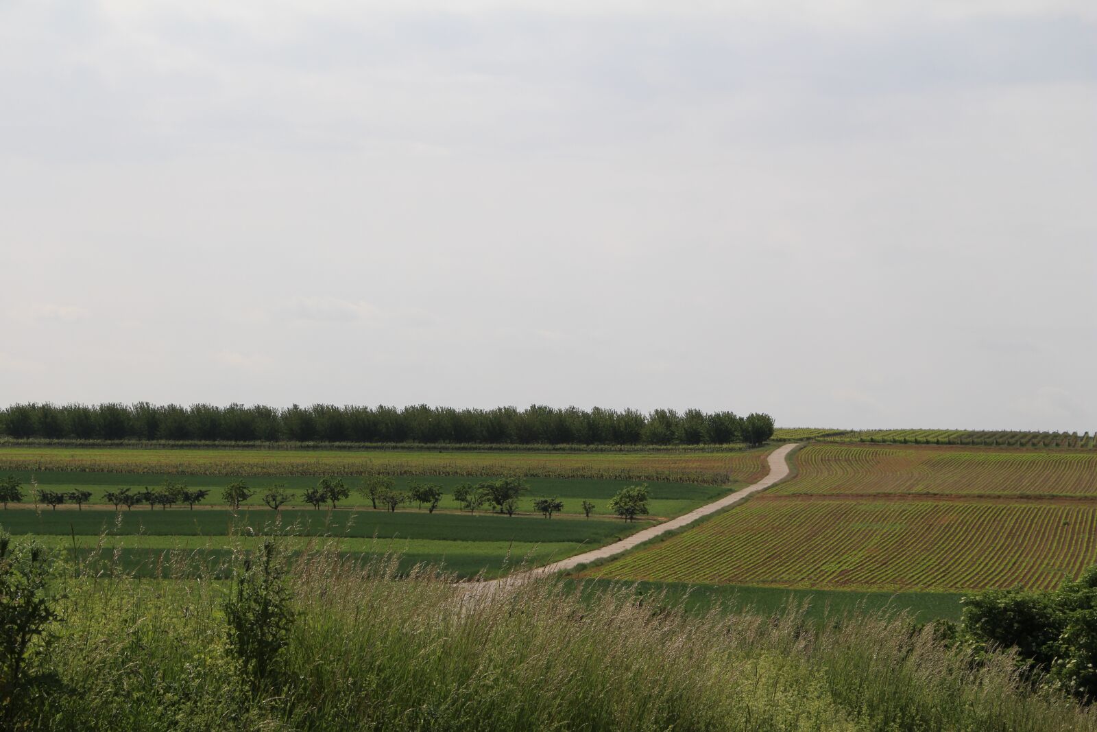 Canon EOS 700D (EOS Rebel T5i / EOS Kiss X7i) sample photo. Landscape, vines, nature photography