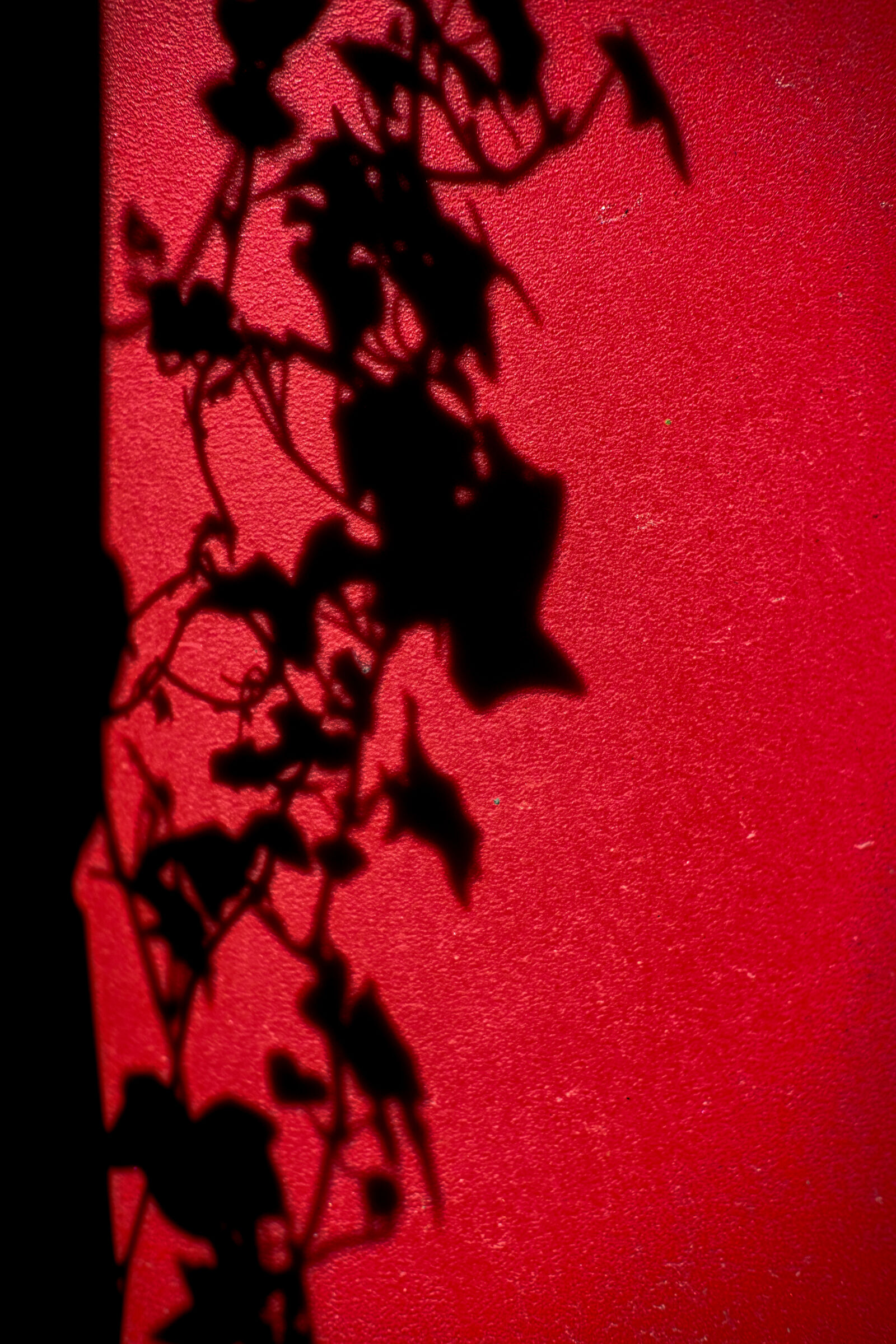 Fujifilm X-T3 sample photo. Shadow of the vine photography