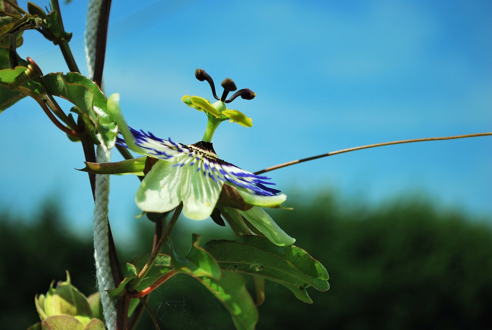 Nikon D60 sample photo. Flower, passionflower, summer photography