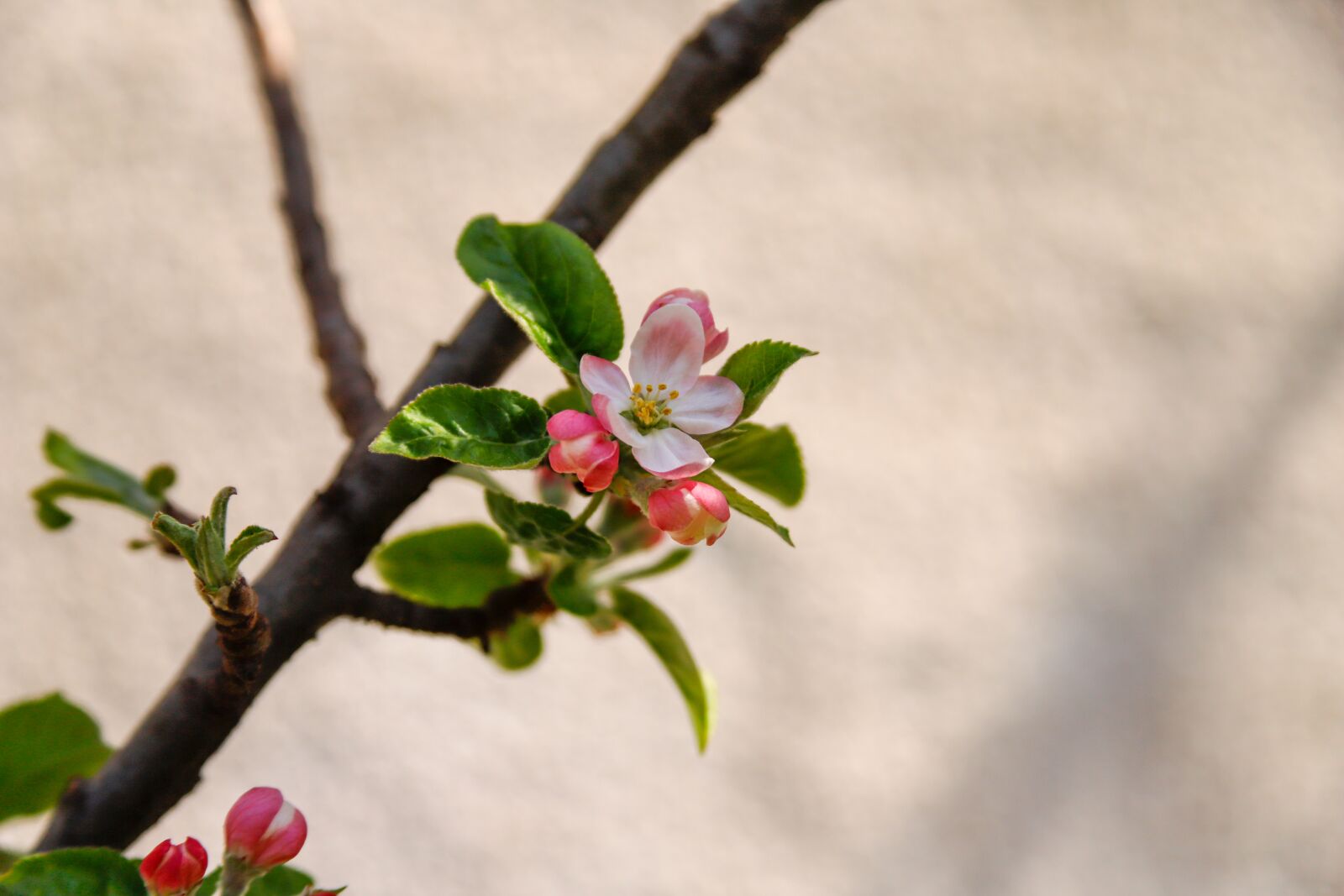 Canon EOS 6D Mark II + Canon EF 28-135mm F3.5-5.6 IS USM sample photo. Flower, apple, tree photography