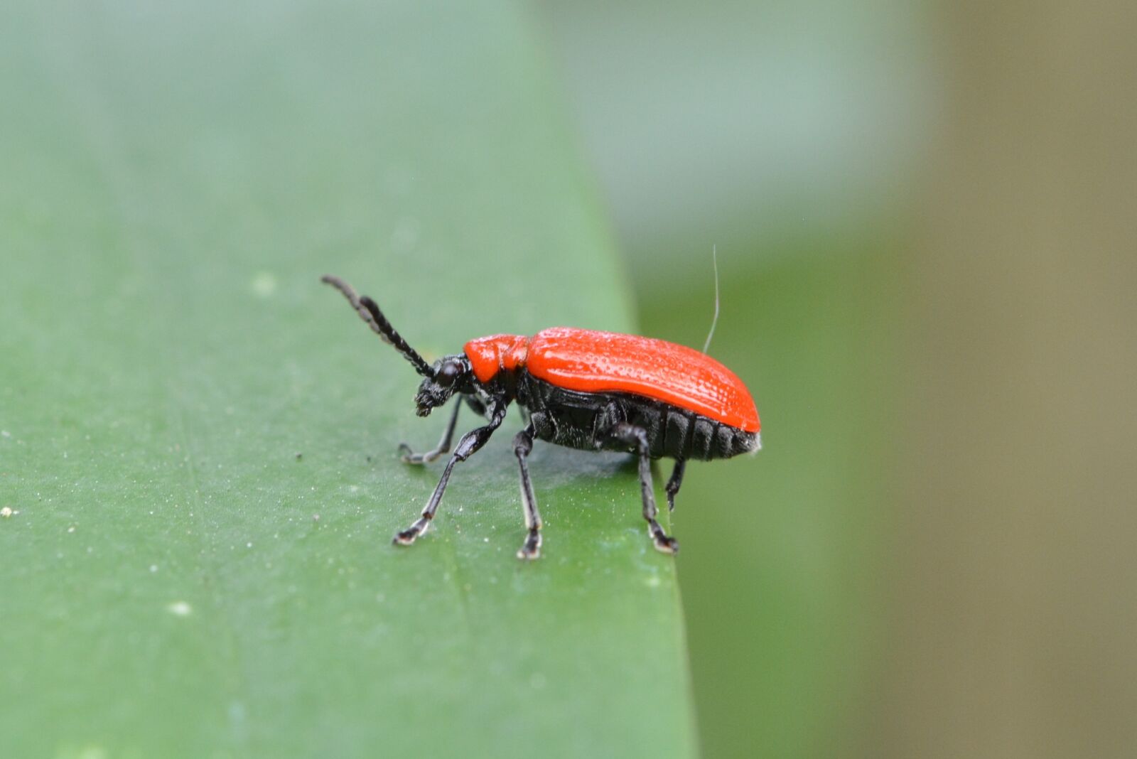 Nikon D5200 sample photo. Lily chicken, leaf beetle photography