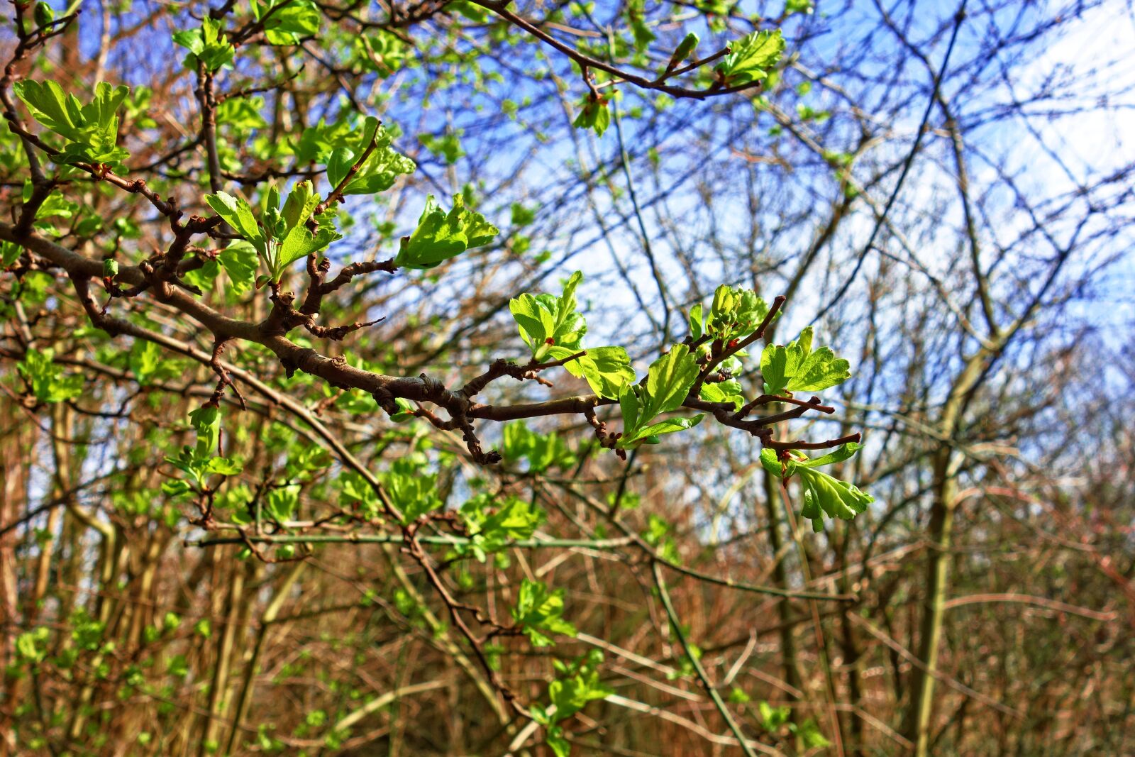 Sony Cyber-shot DSC-RX100 sample photo. Branch, leaf, budding photography