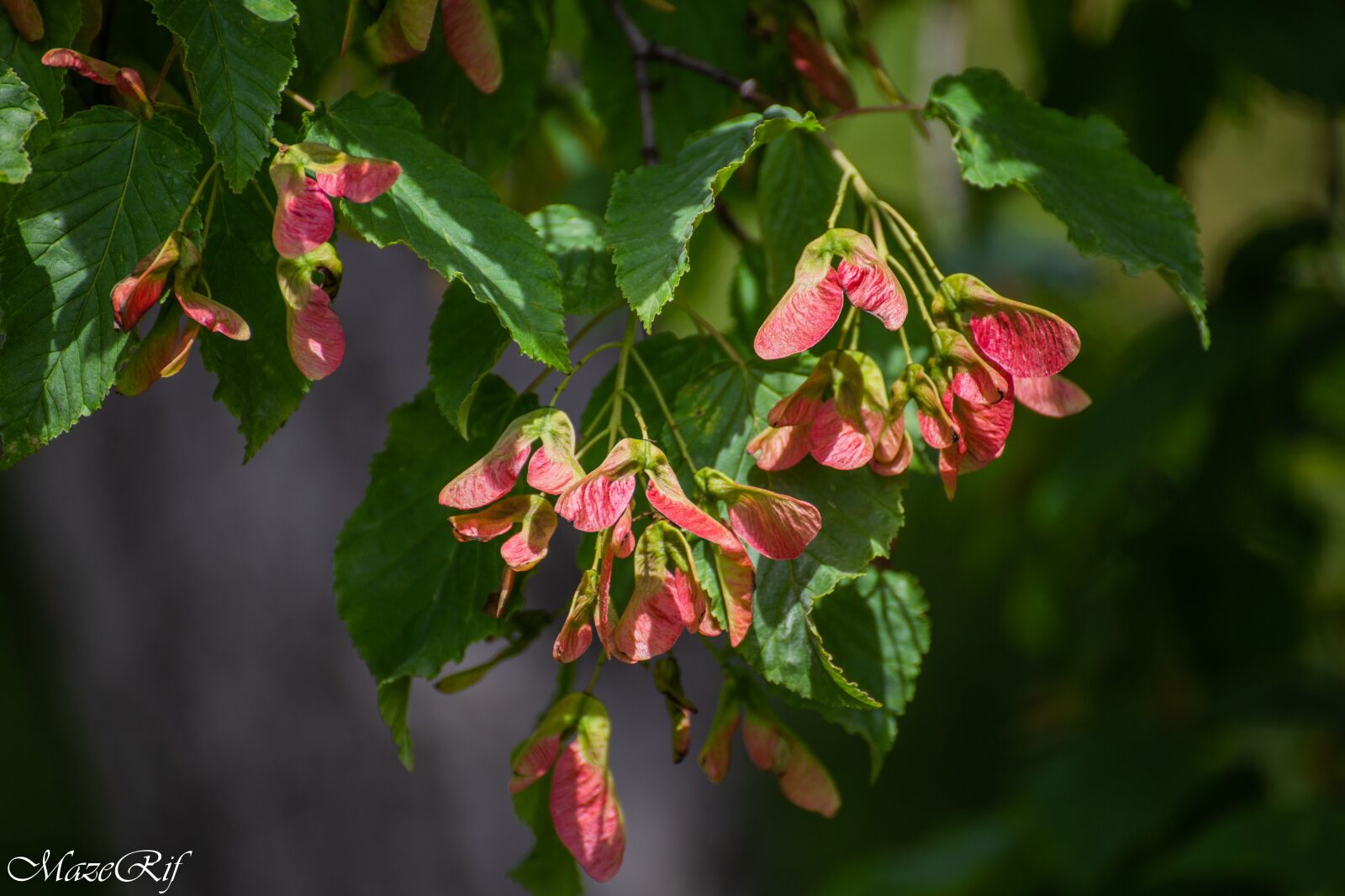 Canon EOS 6D sample photo. Park, bucuresti, nature photography